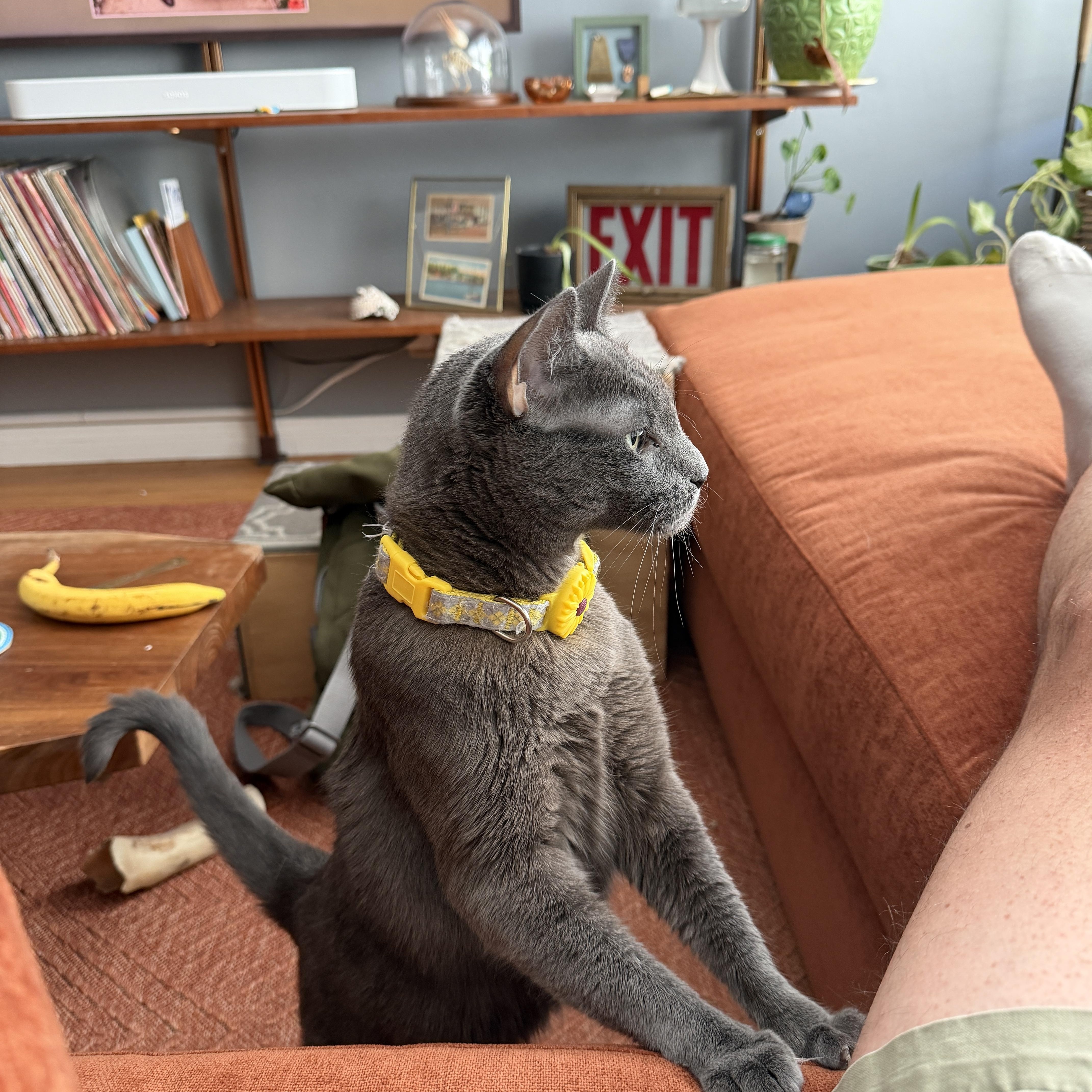 Enlarge Lady Grey, a Adoptable mixed breed in Burbank, CA image 3/6
