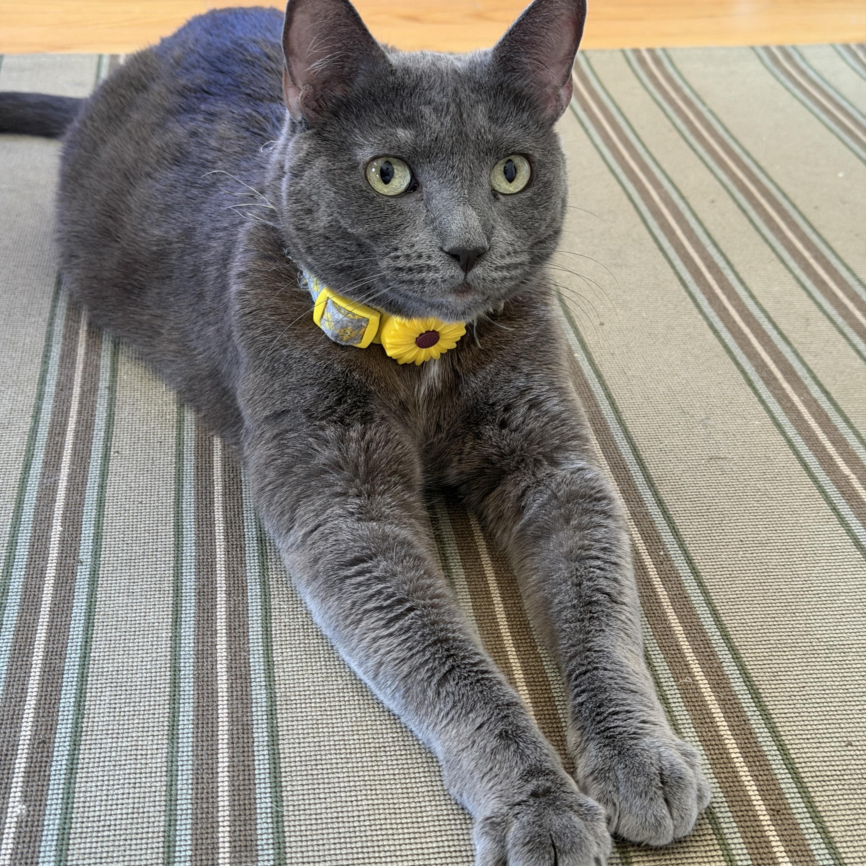 Lady Grey, an adoptable mixed breed in Sherman Oaks, CA image 3/6