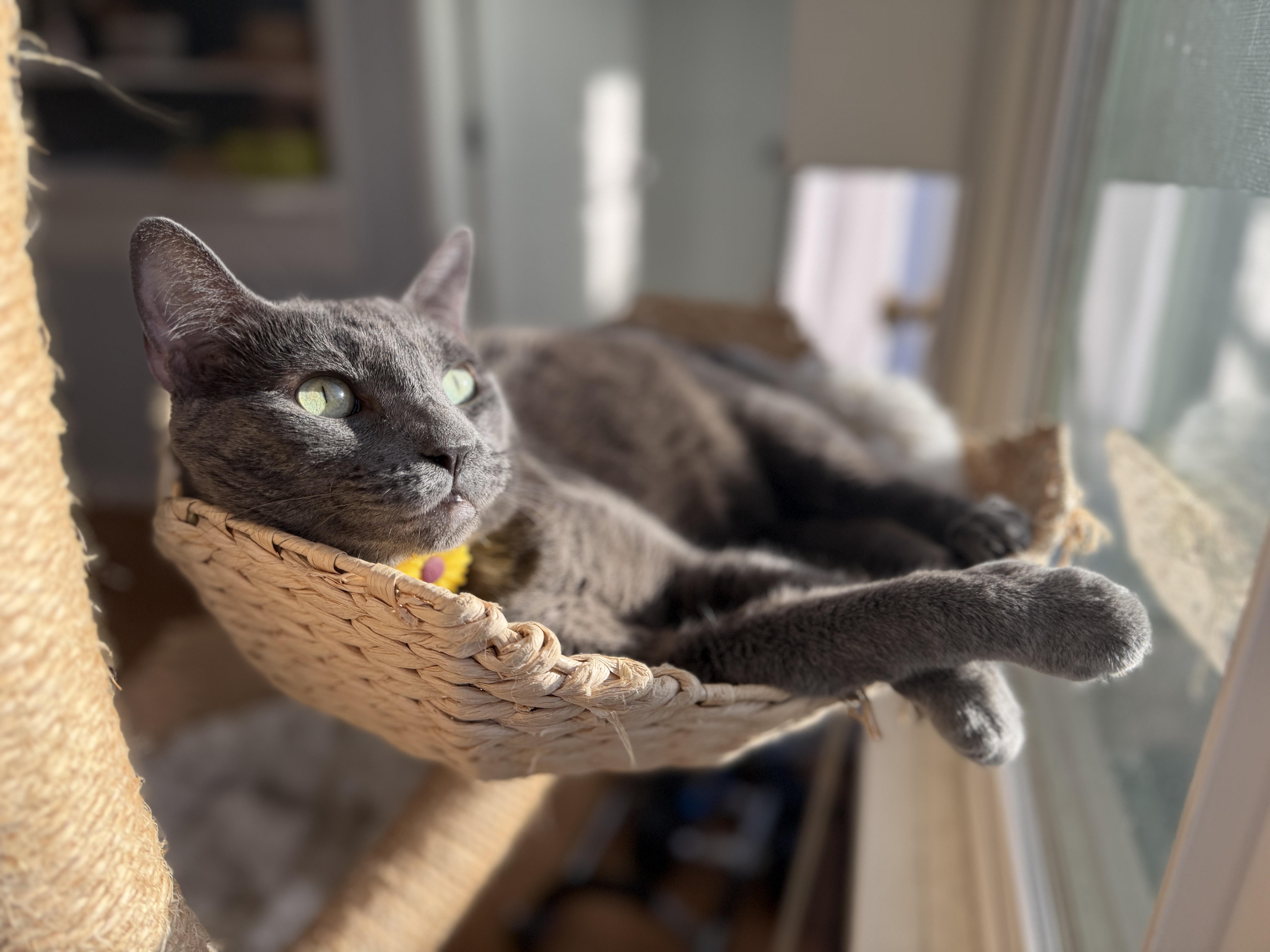 Lady Grey, an adoptable mixed breed in Sherman Oaks, CA image 1/6