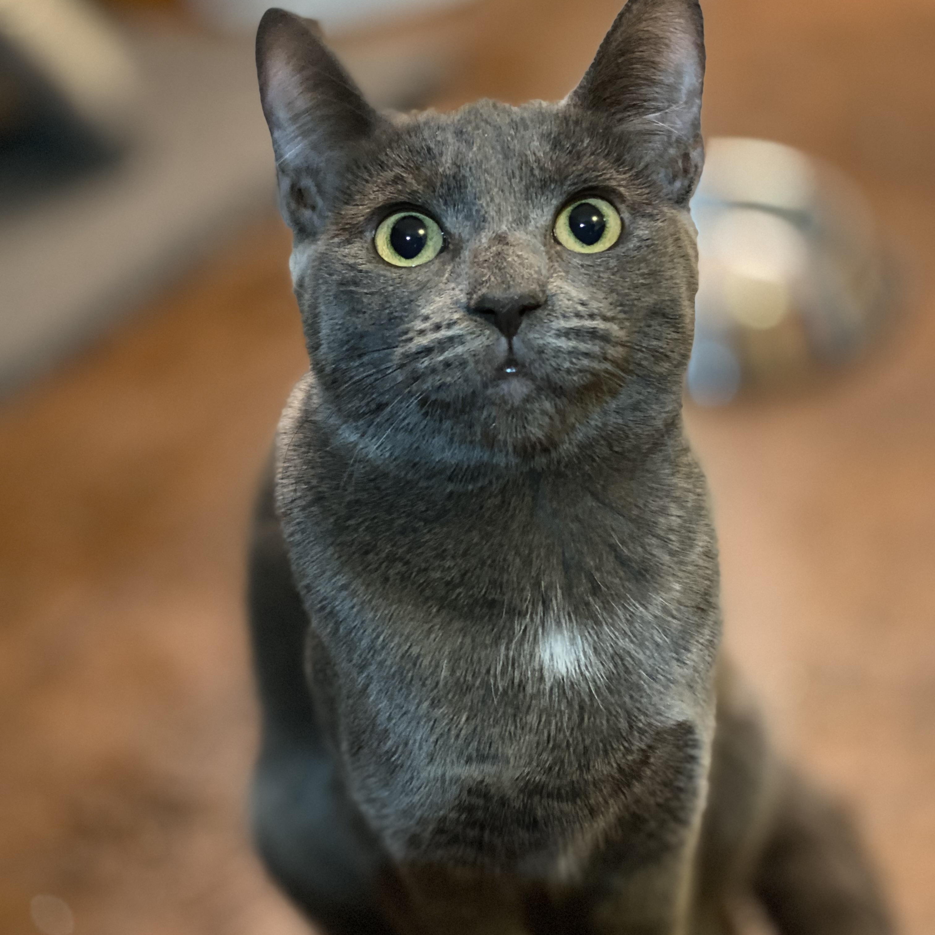 Lady Grey, an adoptable mixed breed in Sherman Oaks, CA image 4/6