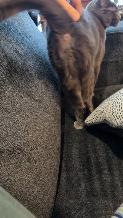 Enlarge Lady Grey, an adoptable mixed breed in Sherman Oaks, CA video 6/6