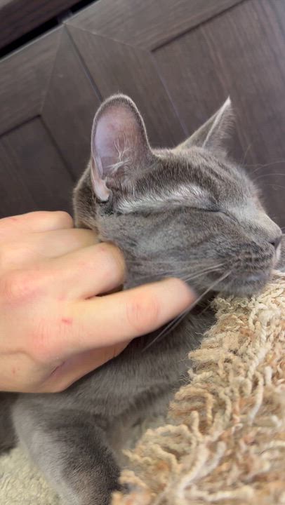 Enlarge Lady Grey, an adoptable mixed breed in Sherman Oaks, CA video 5/6