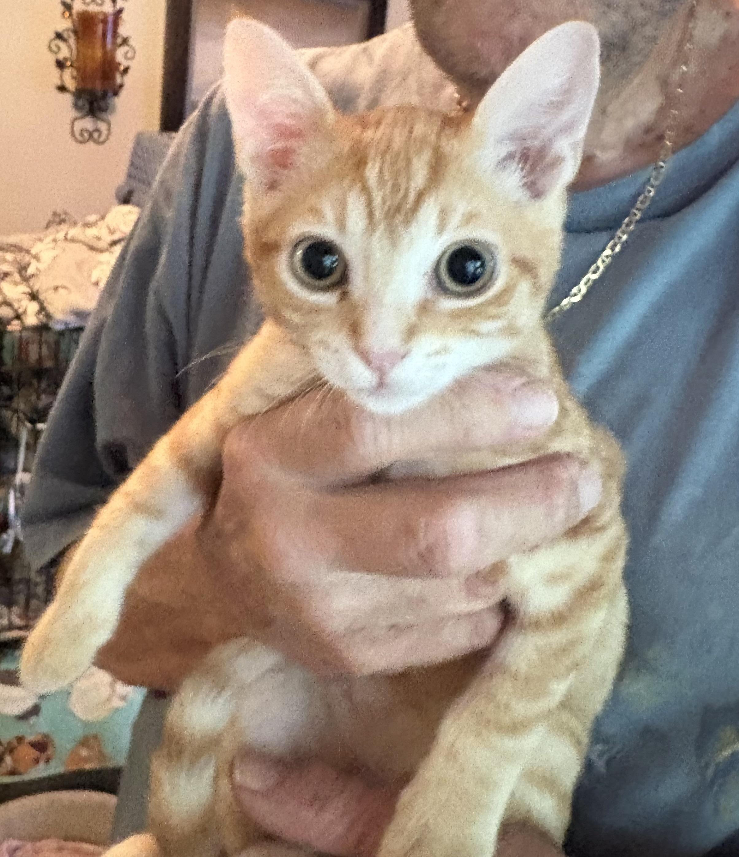 Chili, Young Male Tabby