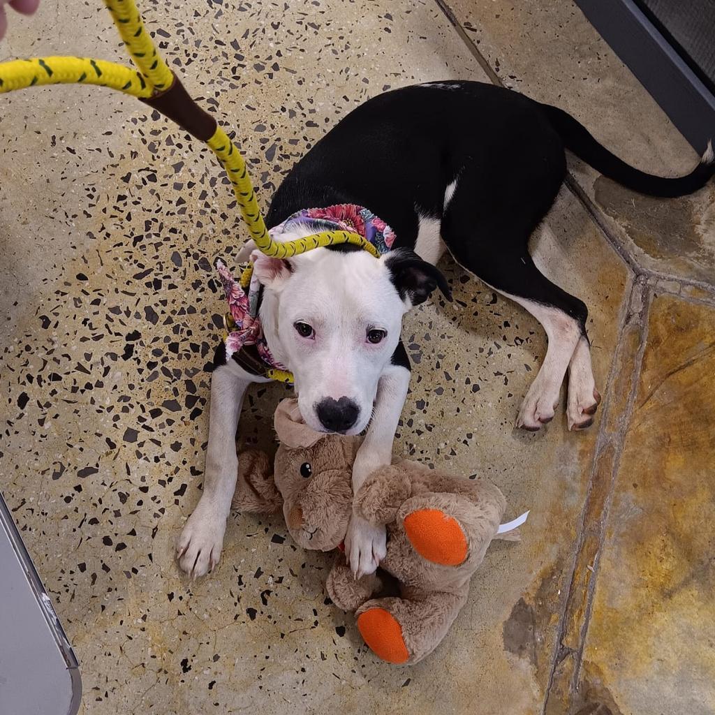 Bella, Adoptable, Adult Female Pit Bull Terrier & Mixed Breed.