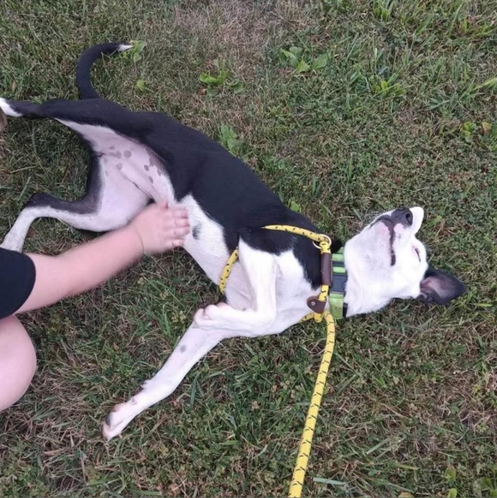 Enlarge Bella, a Adoptable mixed breed in Hagerstown, MD image 2/6