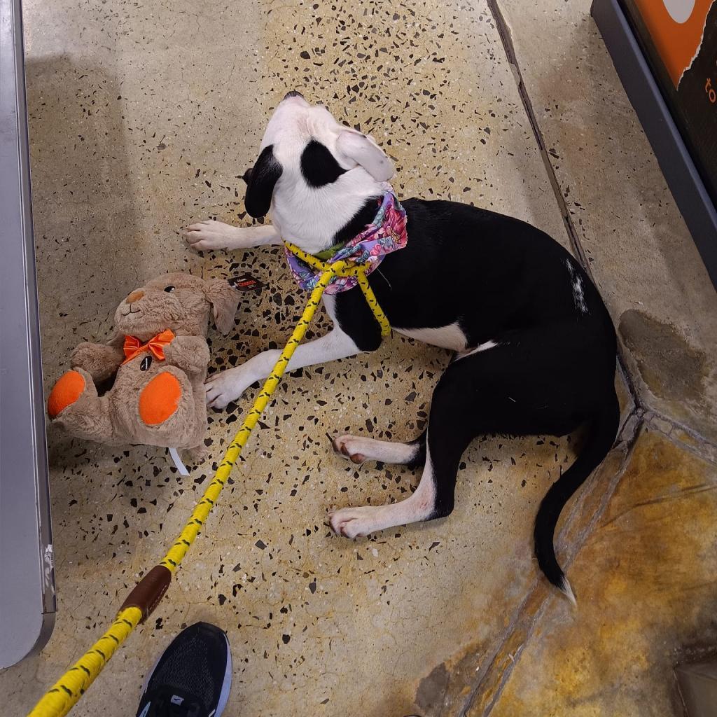 Enlarge Bella, a Adoptable mixed breed in Tom’s river, NJ image 5/6