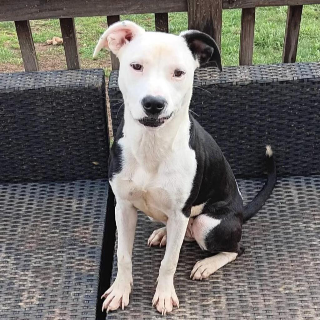 Bella, Adoptable, Adult Female Pit Bull Terrier & Mixed Breed.