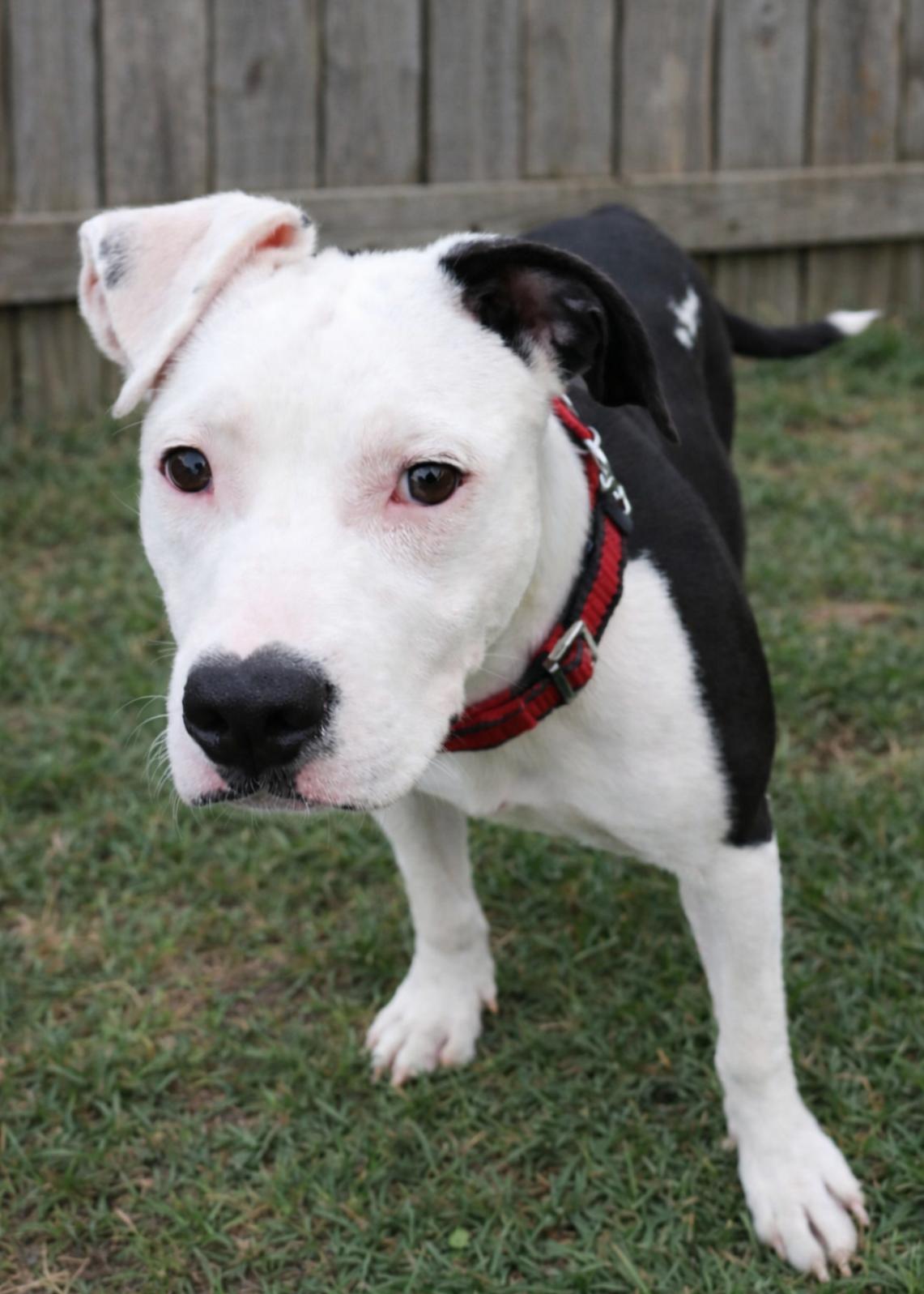 Bella, Adoptable, Adult Female Pit Bull Terrier & Mixed Breed.
