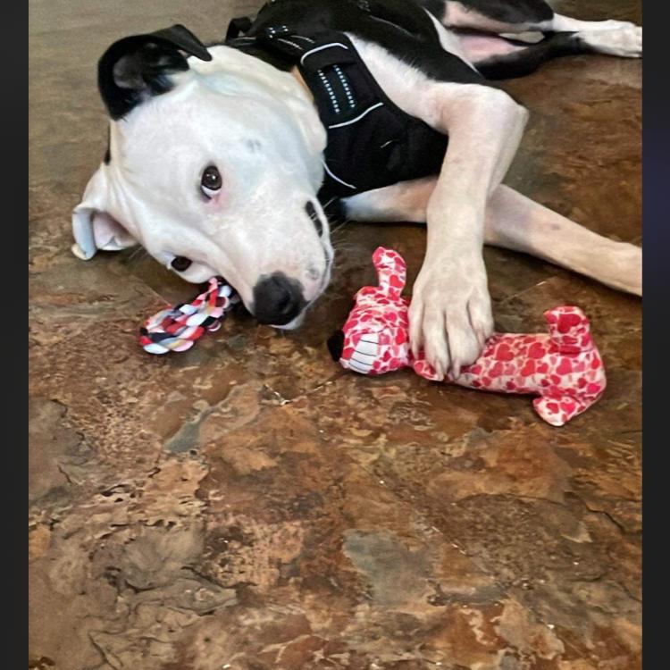 Enlarge Bella, a Adoptable mixed breed in Hagerstown, MD image 6/6