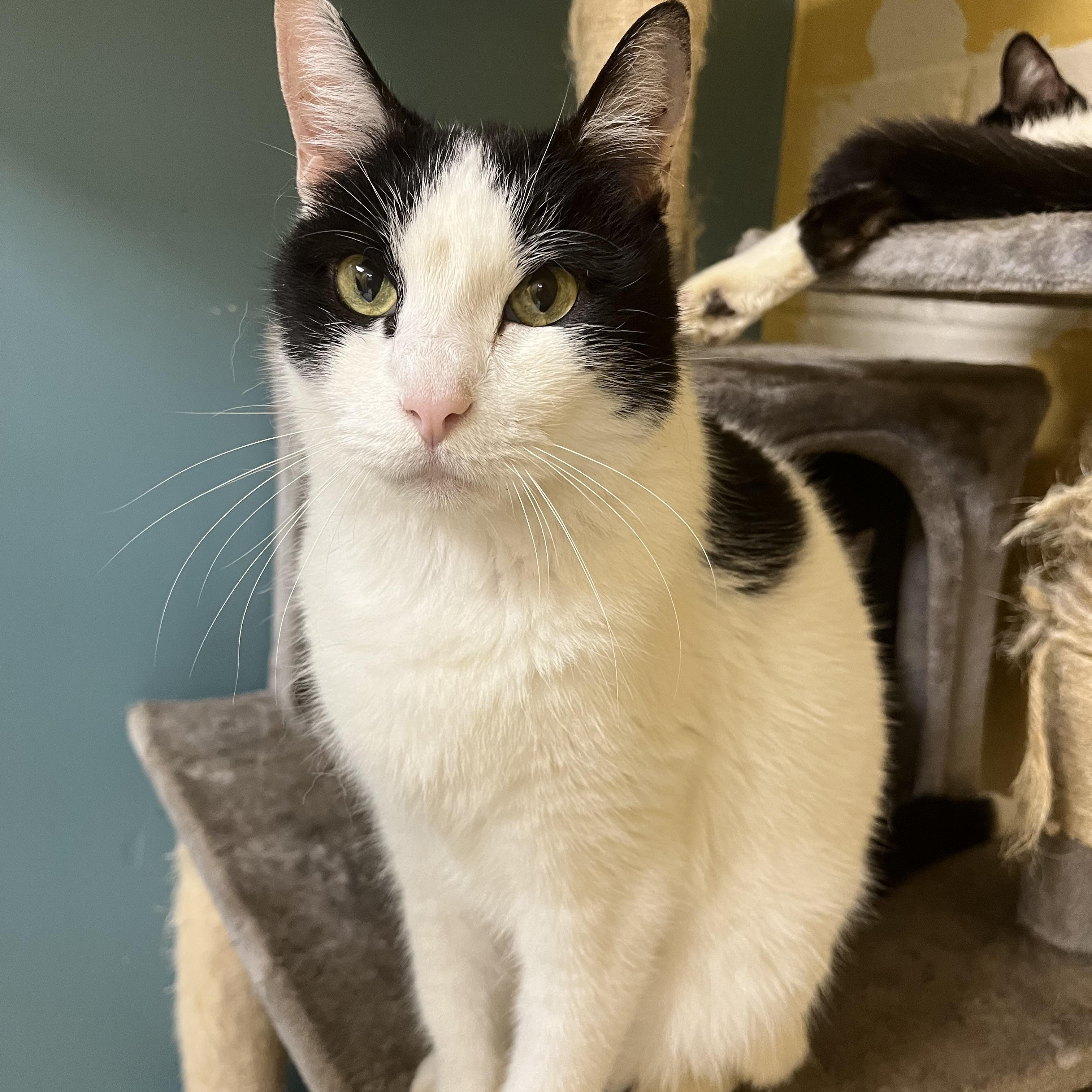 Enlarge Manta Ray, a Adoptable Domestic Medium Hair in Eagan, MN image 1/5