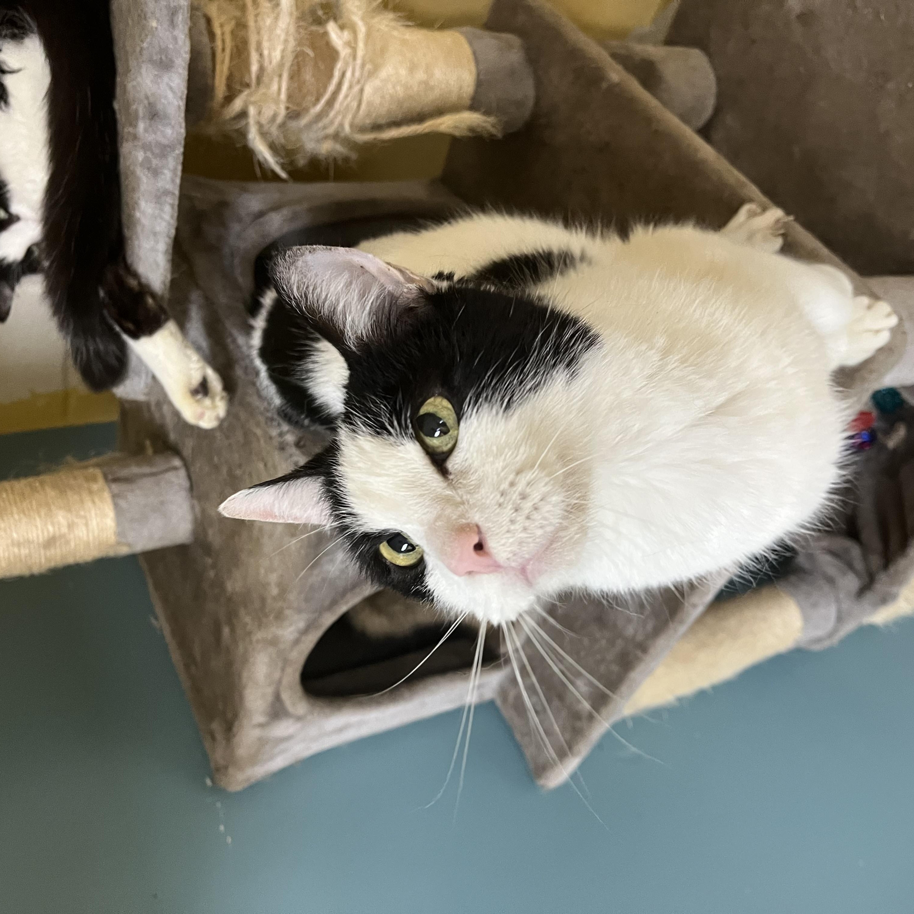 Enlarge Manta Ray, a Adoptable Domestic Medium Hair in Eagan, MN image 4/5