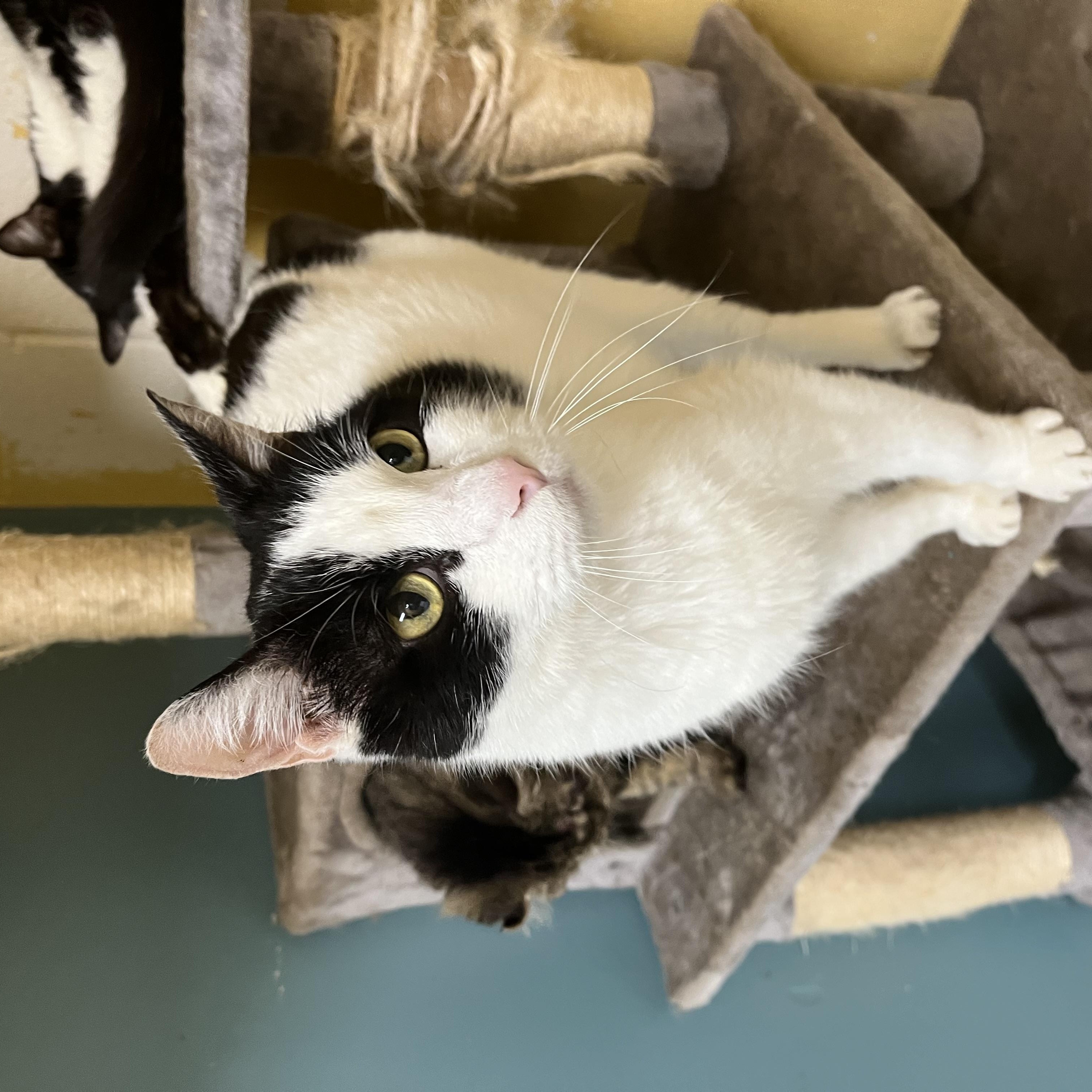 Enlarge Manta Ray, a Adoptable Domestic Medium Hair in Eagan, MN image 3/5
