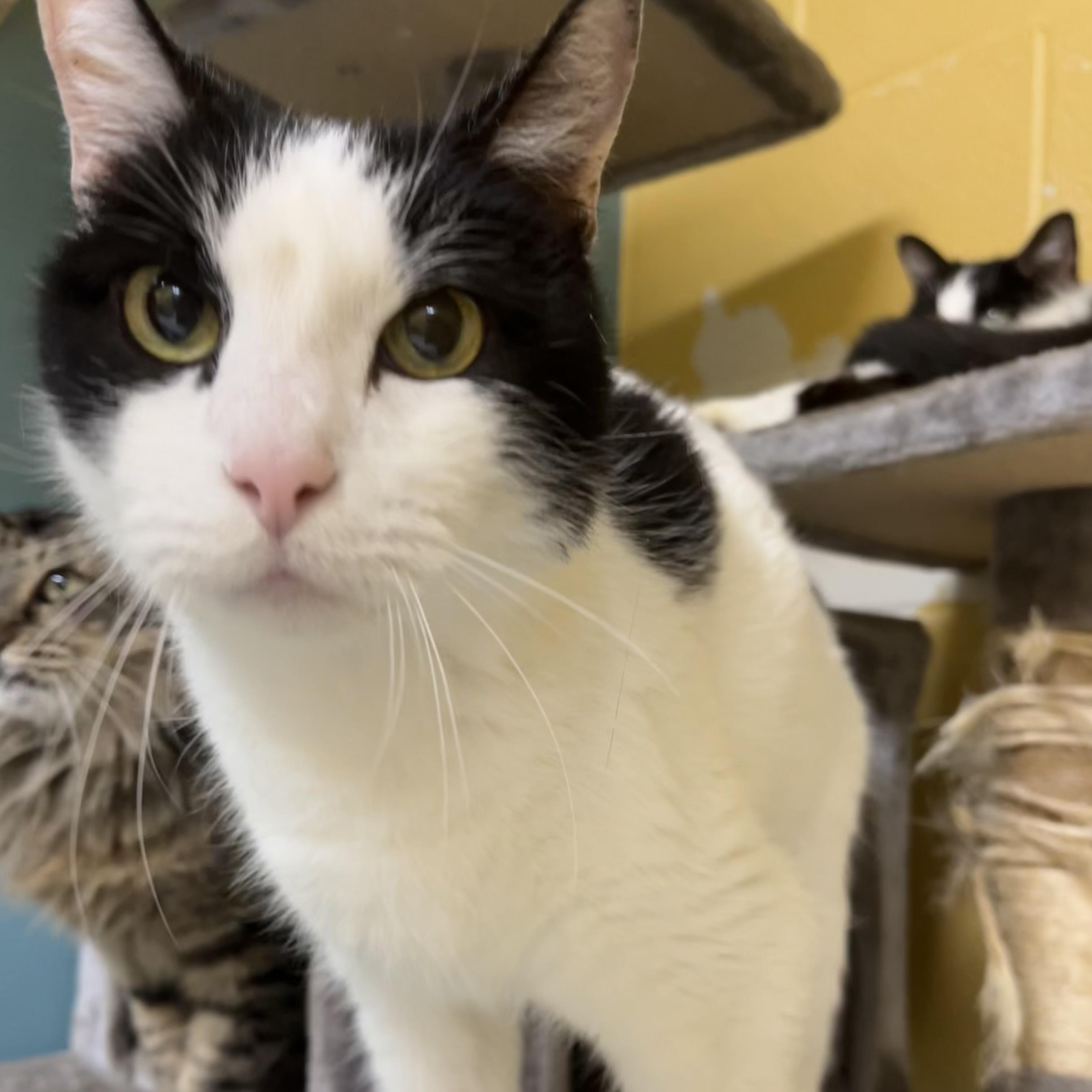 Enlarge Manta Ray, a Adoptable Domestic Medium Hair in Eagan, MN image 2/5