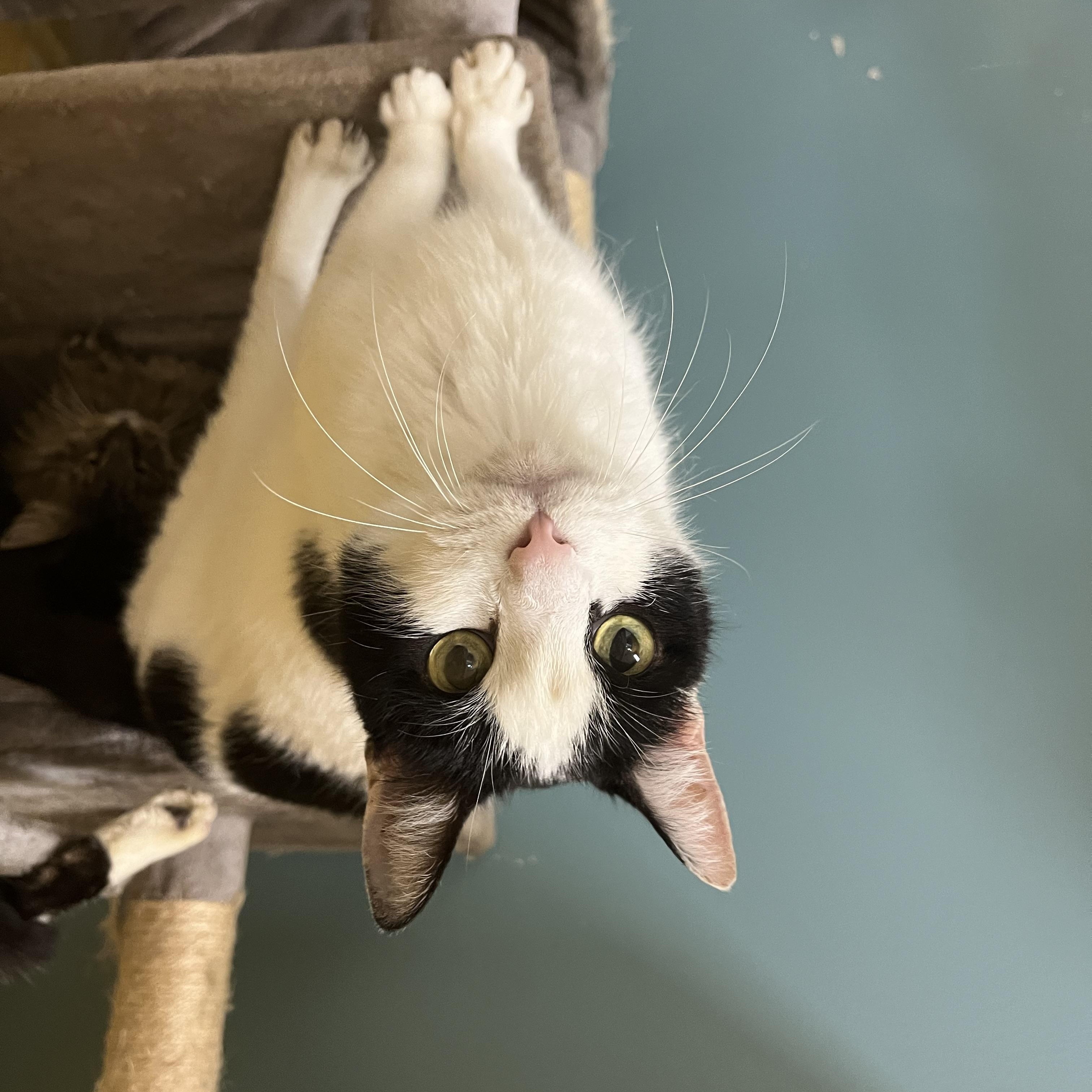 Enlarge Manta Ray, a Adoptable Domestic Medium Hair in Eagan, MN image 5/5