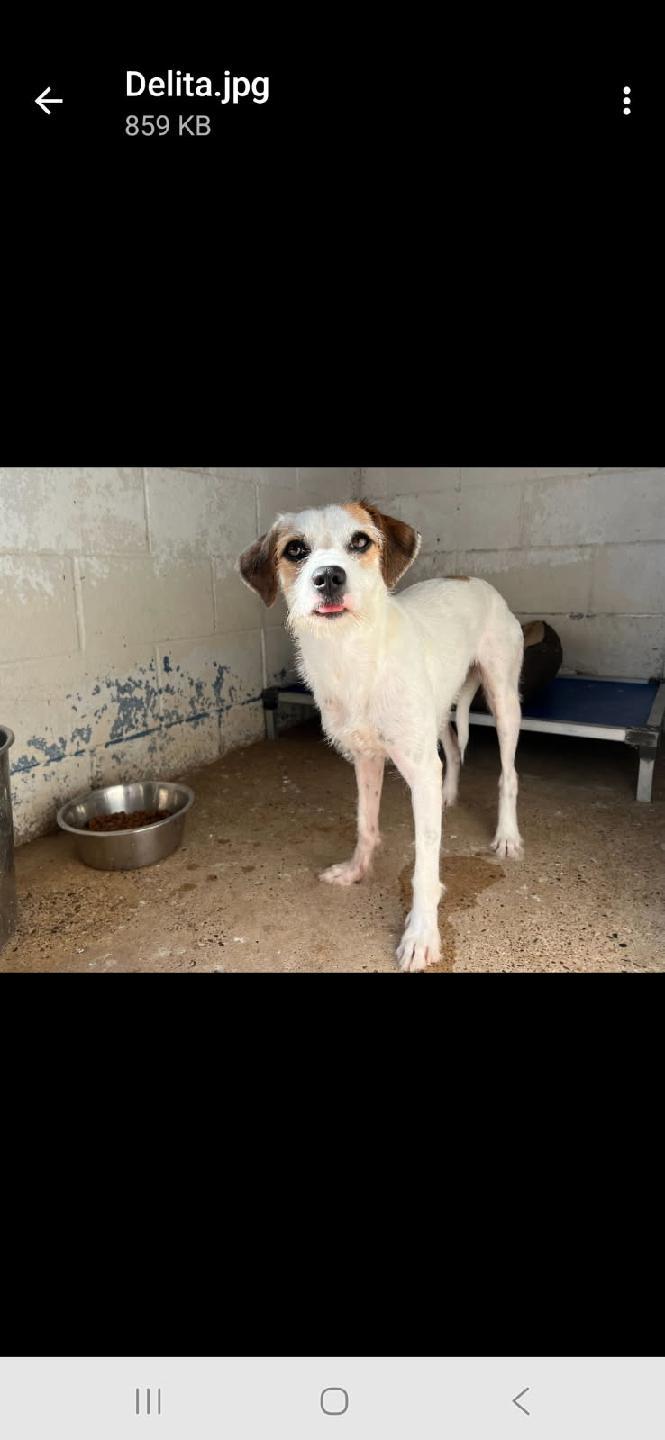 Delita, a Adoptable mixed breed in Macclesfield, NC image 1/2