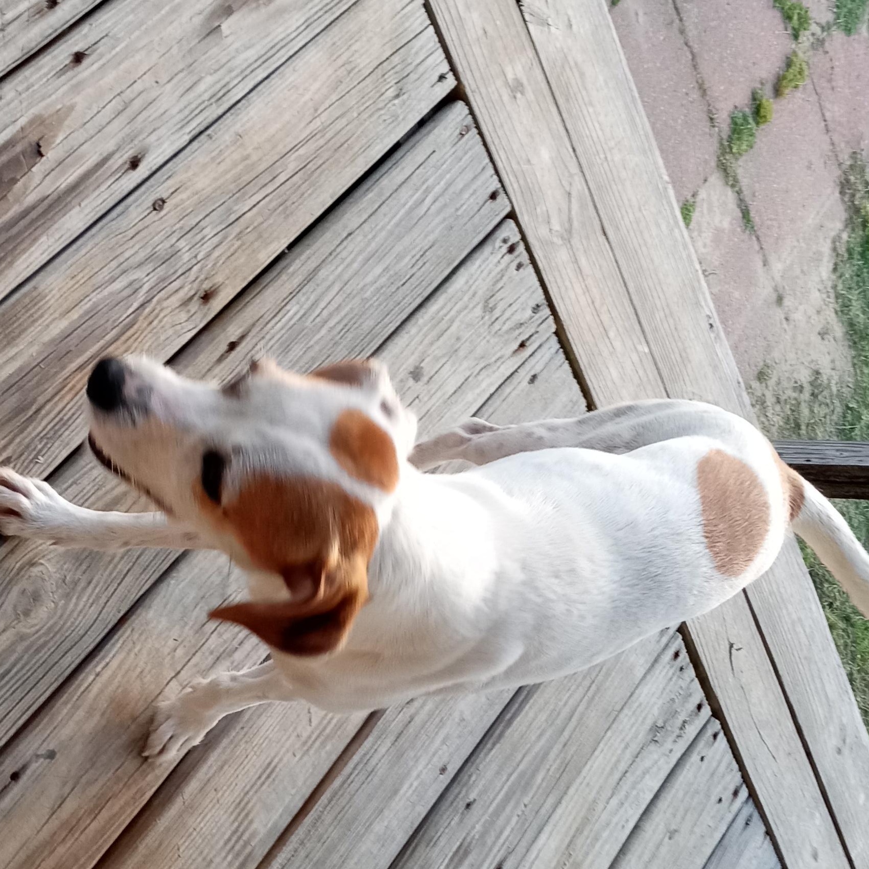 Enlarge Delita, a Adoptable mixed breed in Macclesfield, NC image 3/3