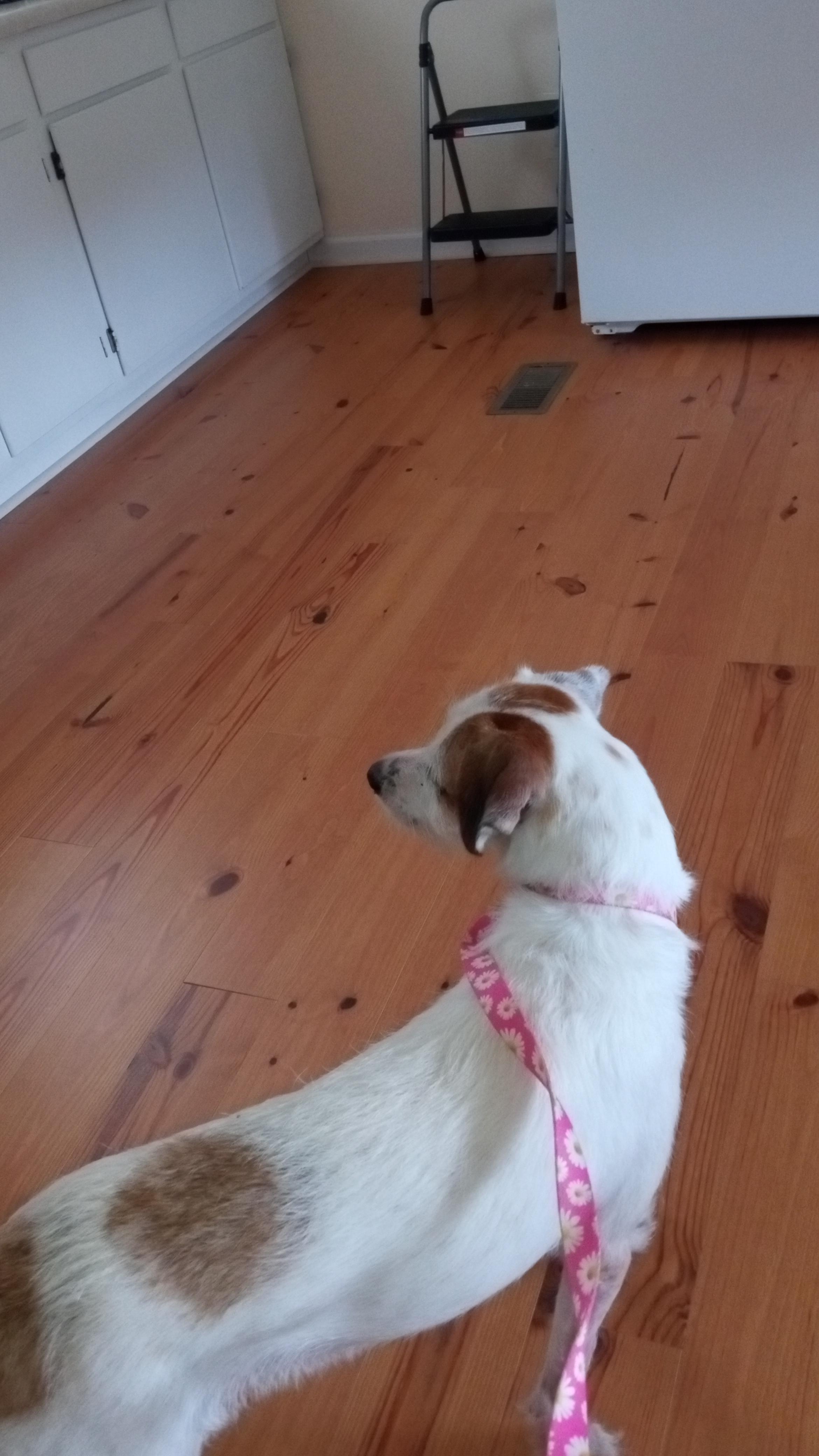 Delita, a Adoptable mixed breed in Macclesfield, NC image 2/2