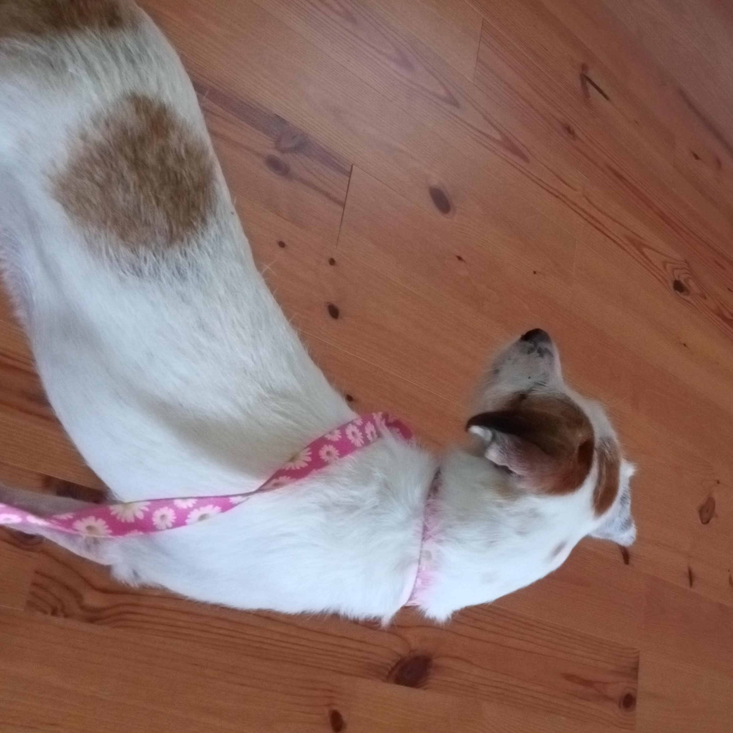 Enlarge Delita, a Adoptable mixed breed in Macclesfield, NC image 1/3