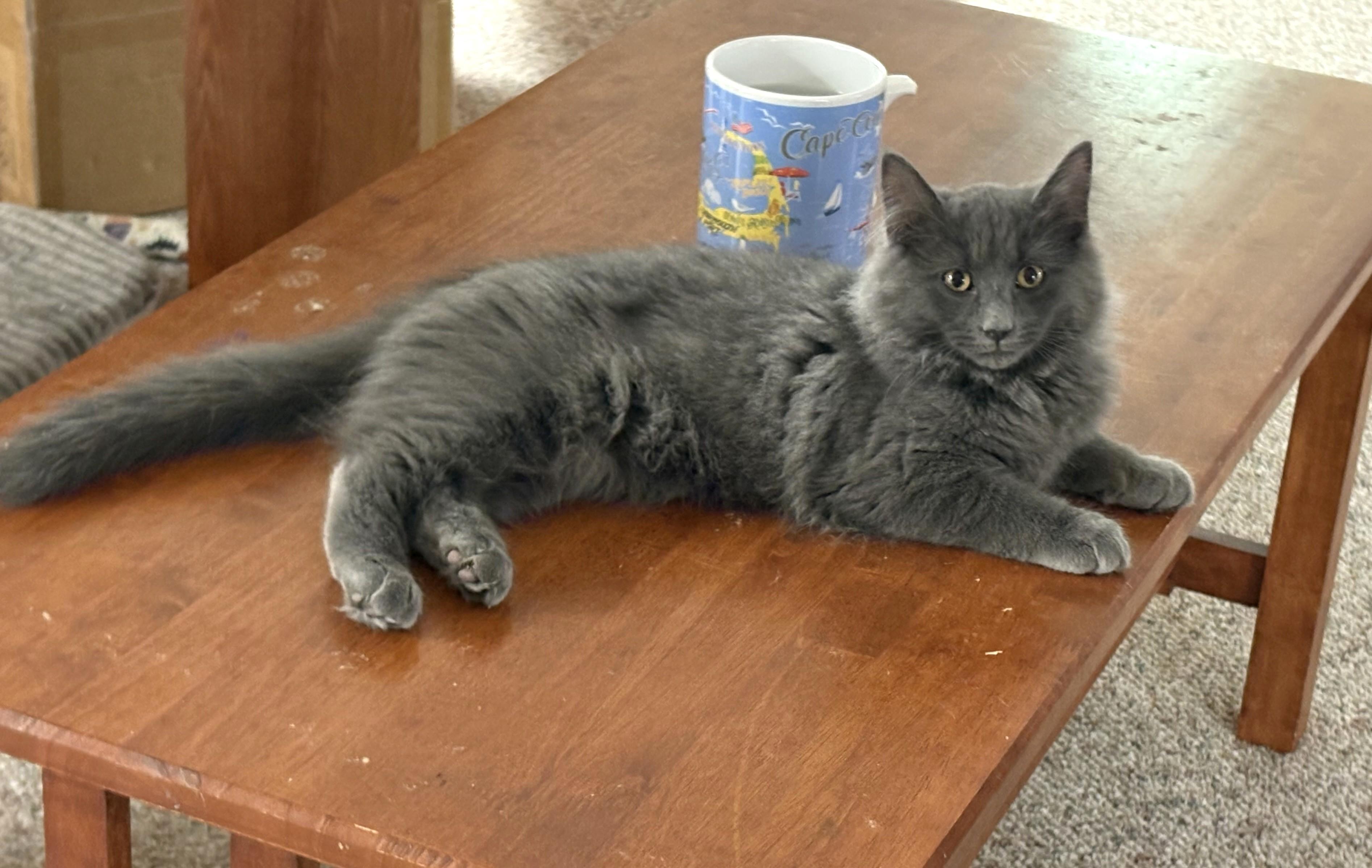 Hugo, adopted, Kitten Male Domestic Long Hair.