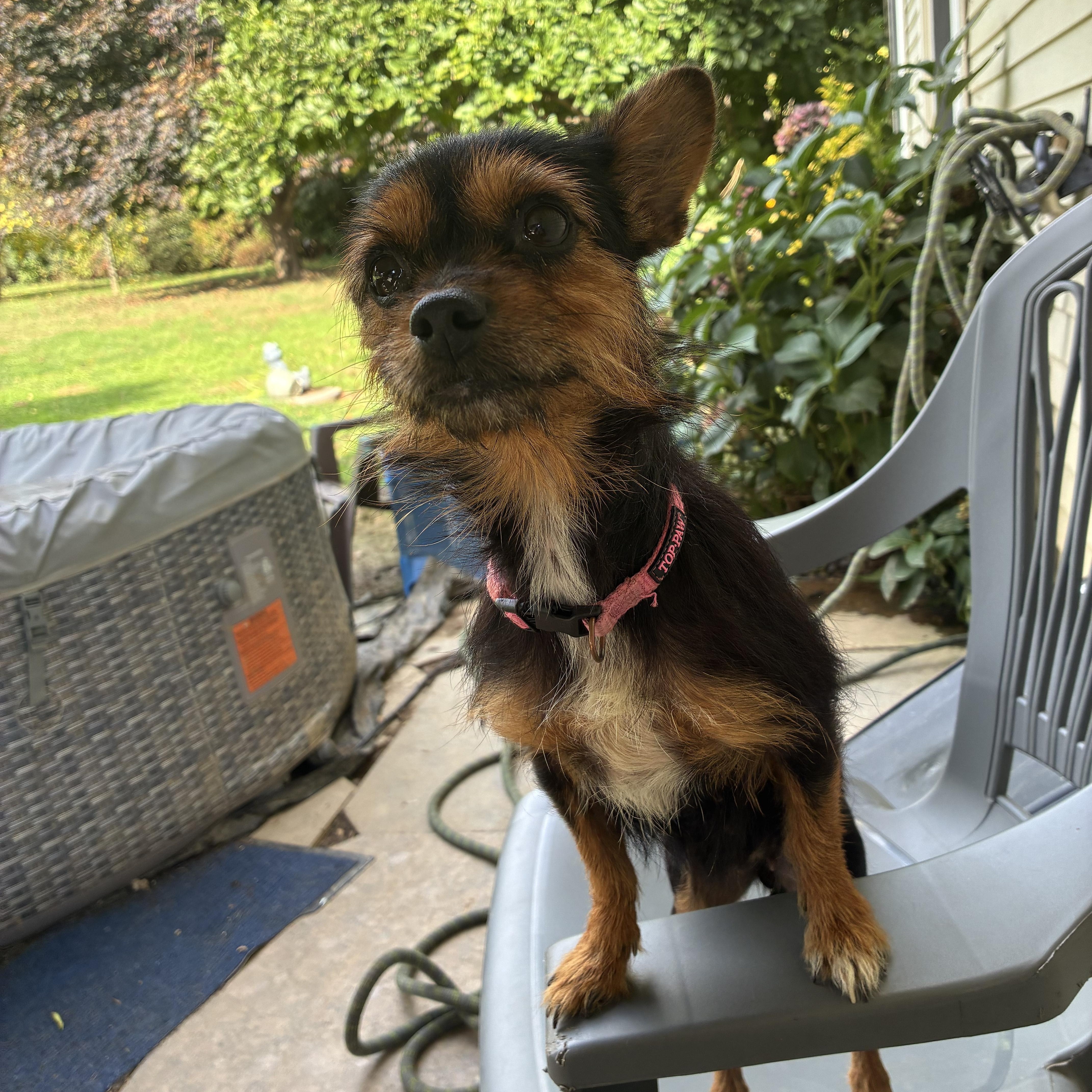 Bonnie, Adoptable, Adult Female Chihuahua.