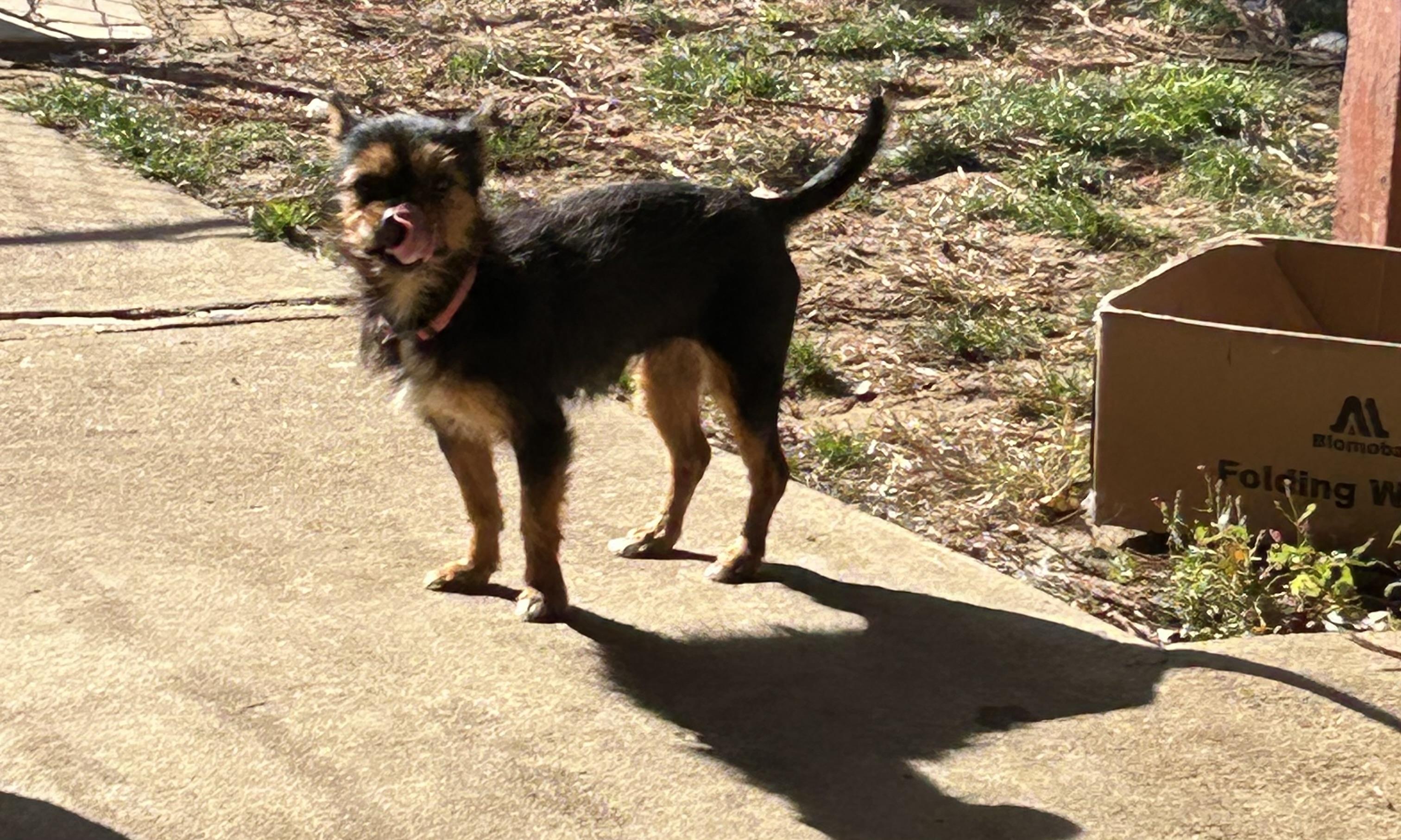 Bonnie, a Adoptable mixed breed in Lincoln University, PA image 3/6