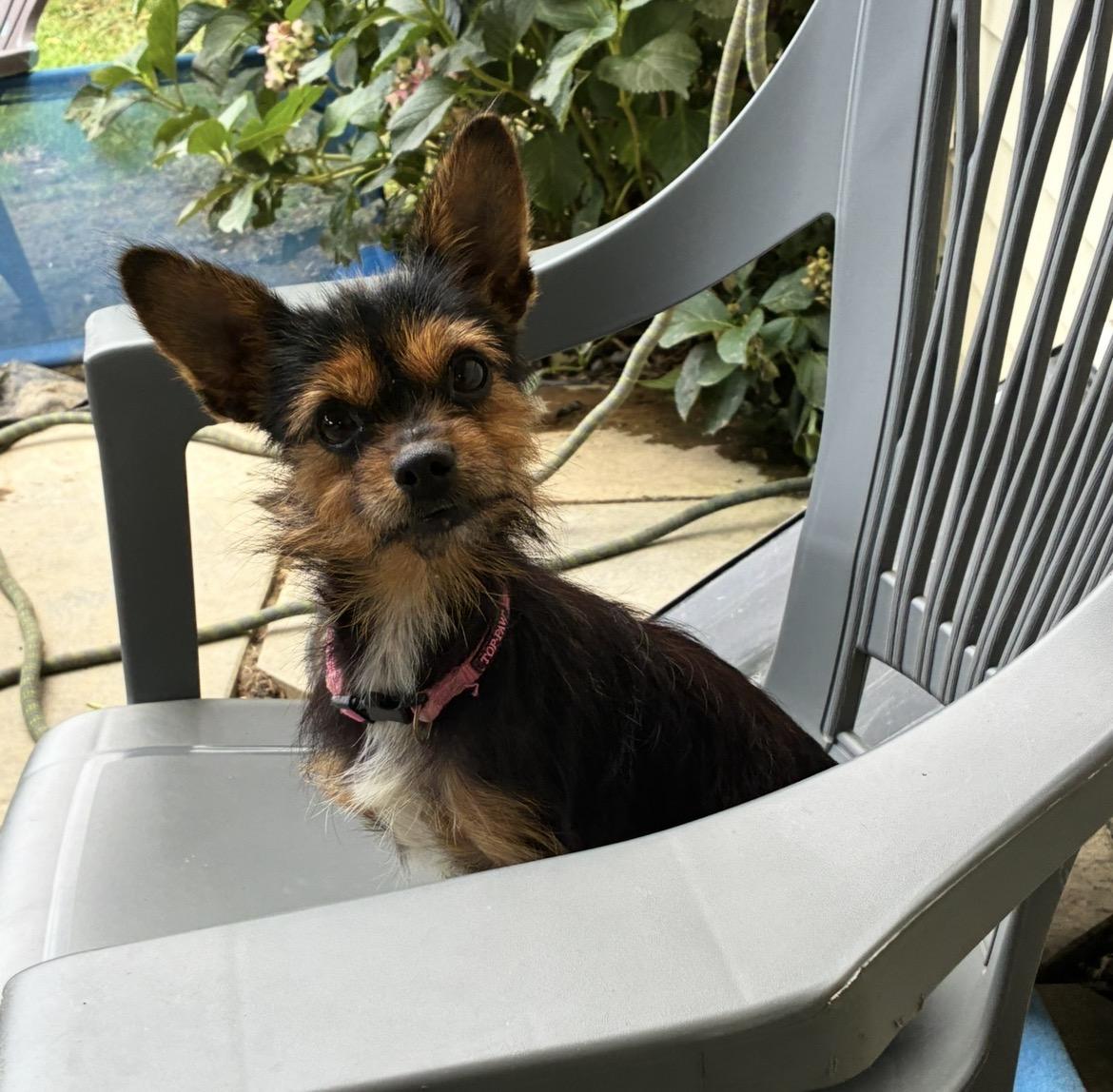 Bonnie, a Adoptable mixed breed in Lincoln University, PA image 1/6