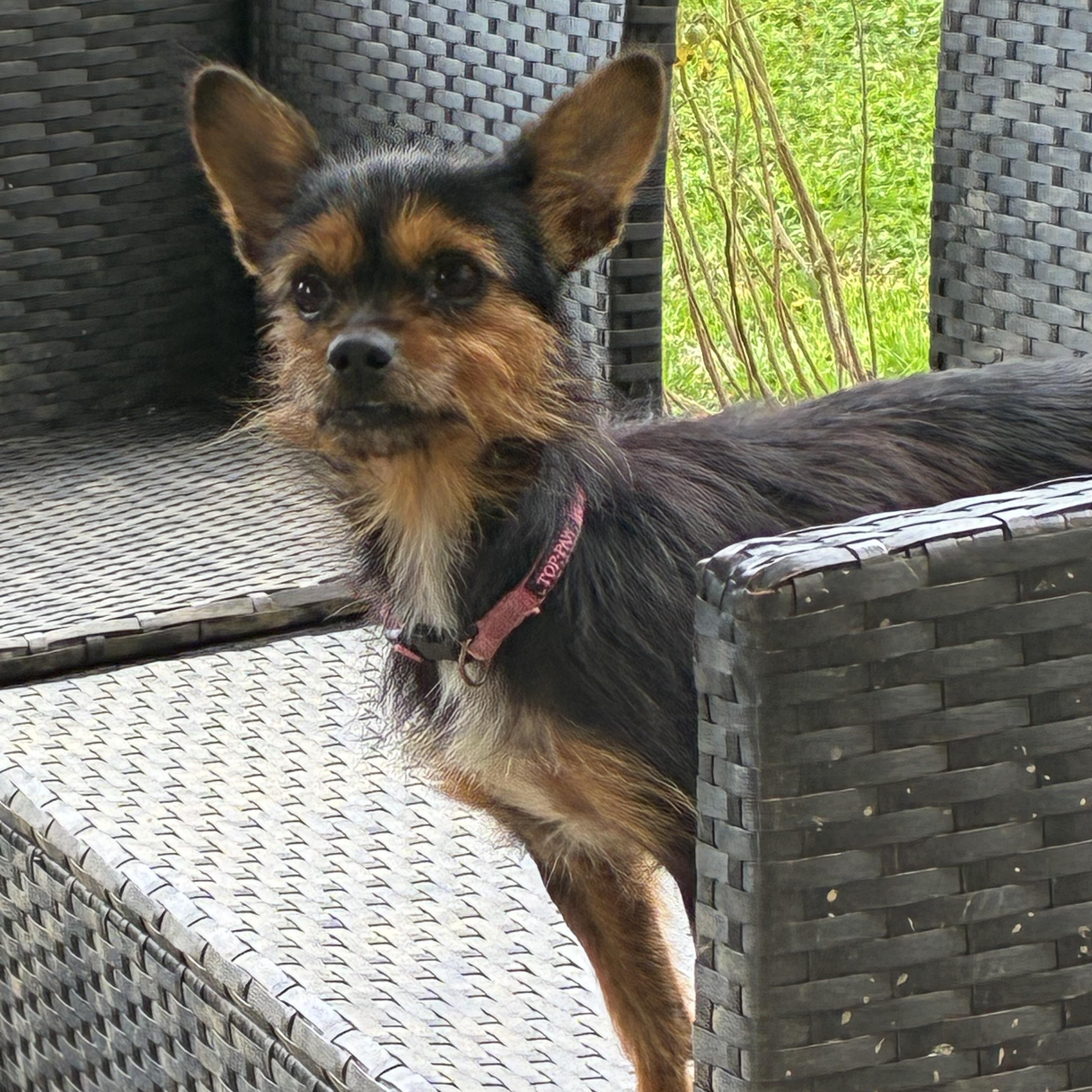 Bonnie, a Adoptable mixed breed in Lincoln University, PA image 4/6