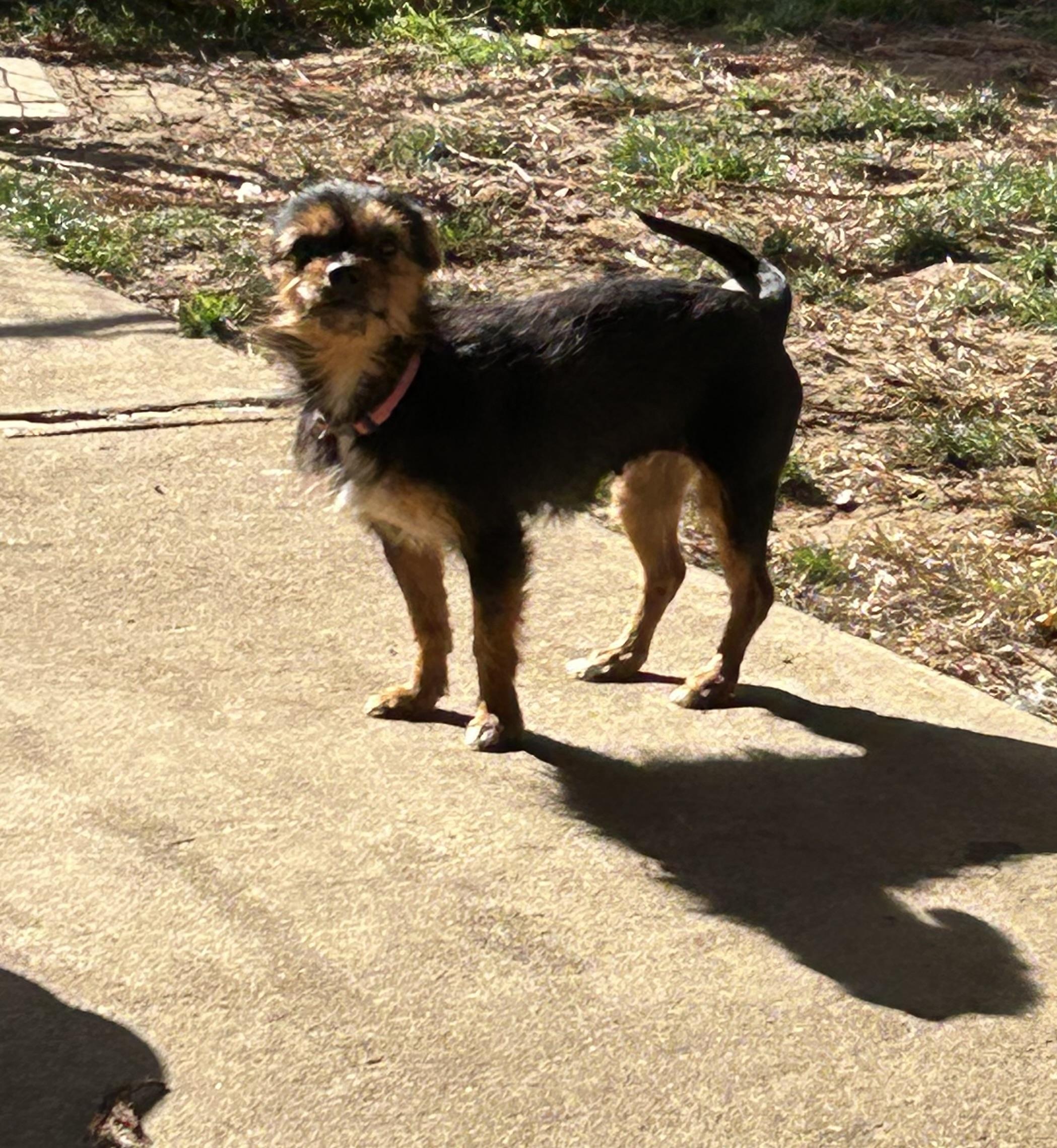 Bonnie, a Adoptable mixed breed in Lincoln University, PA image 5/6
