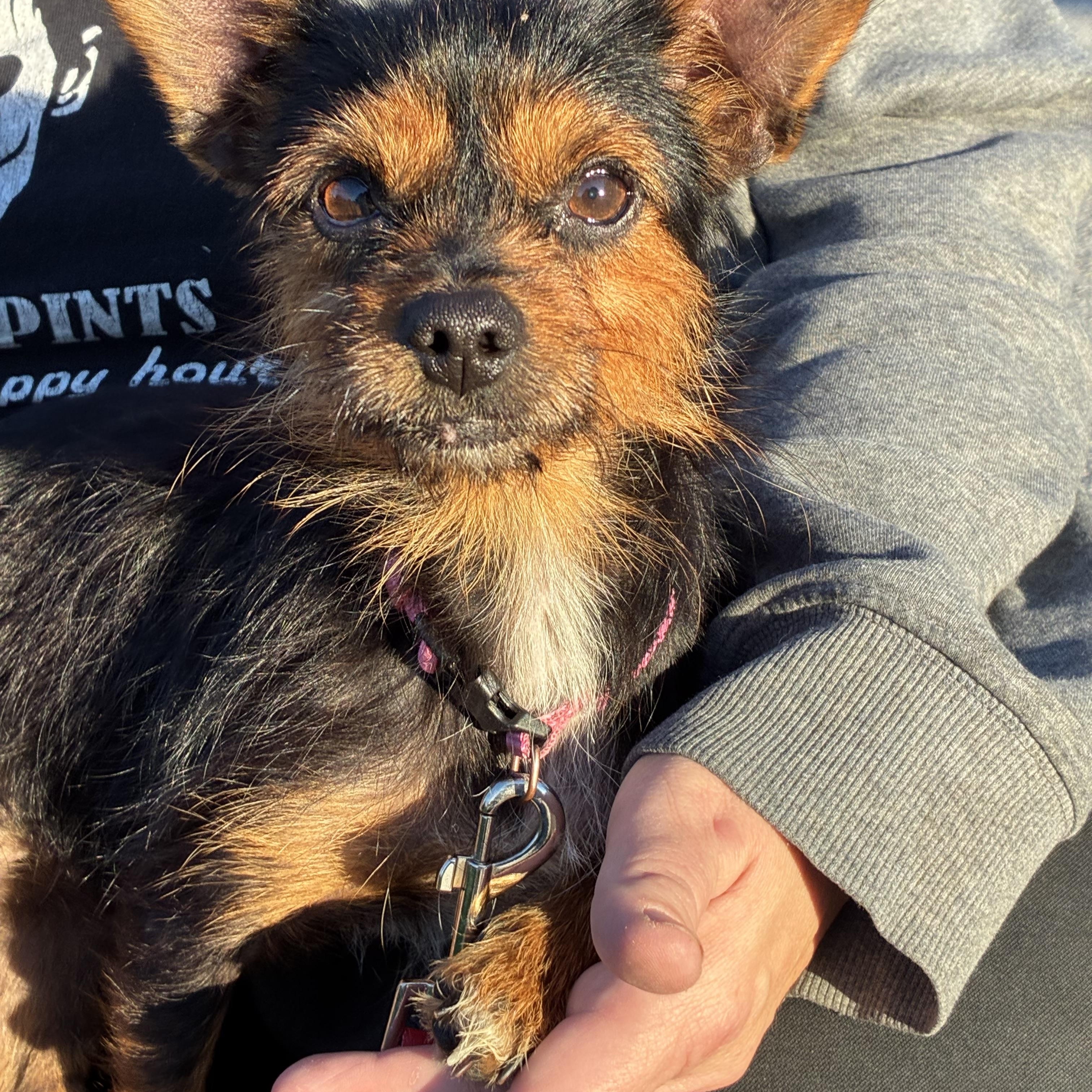 Bonnie, a Adoptable mixed breed in Lincoln University, PA image 6/6