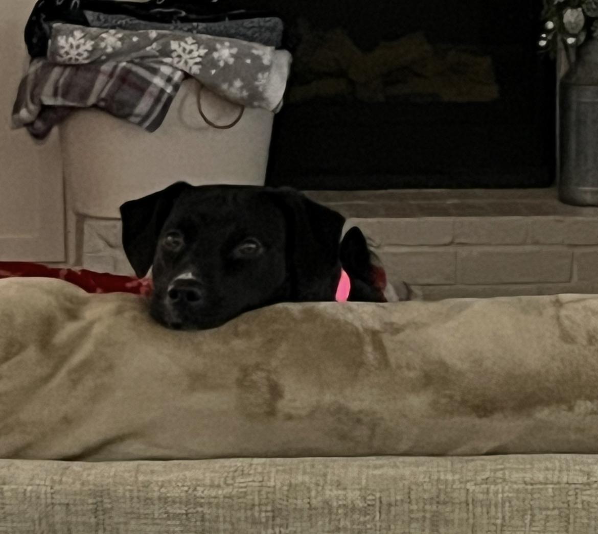 FIONA 447265 FosterHome/HOUSEBROKEN+CRATETRAINED!