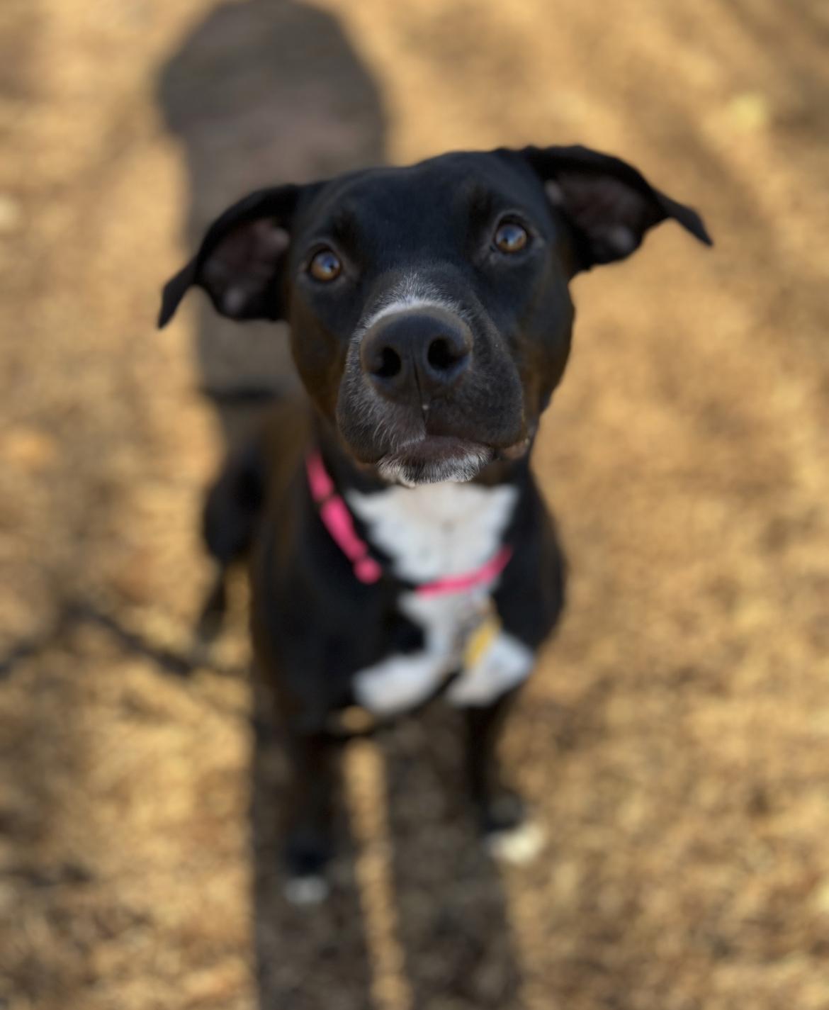 FIONA 447265 FosterHome/HOUSEBROKEN+CRATETRAINED!