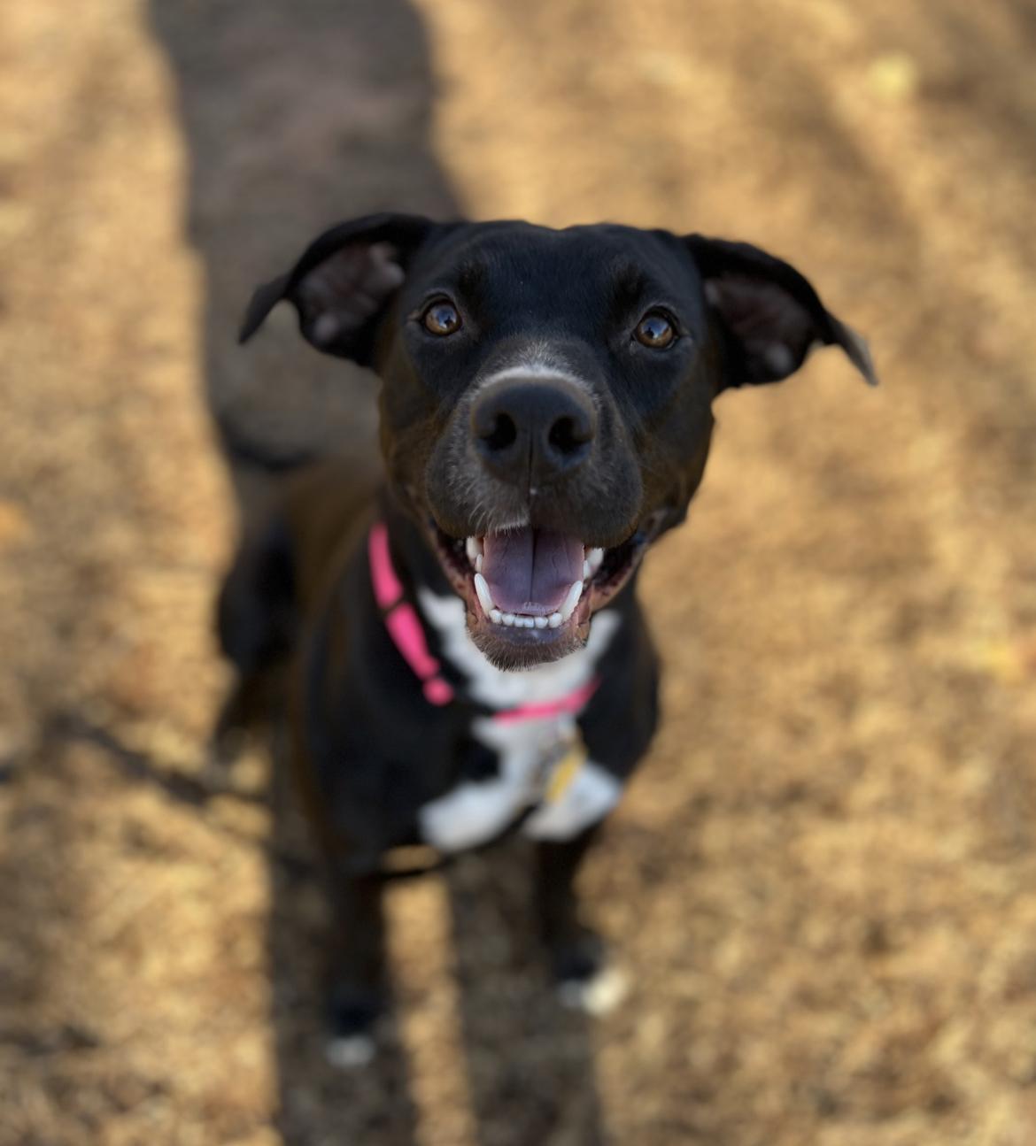 FIONA 447265 FosterHome/HOUSEBROKEN+CRATETRAINED!