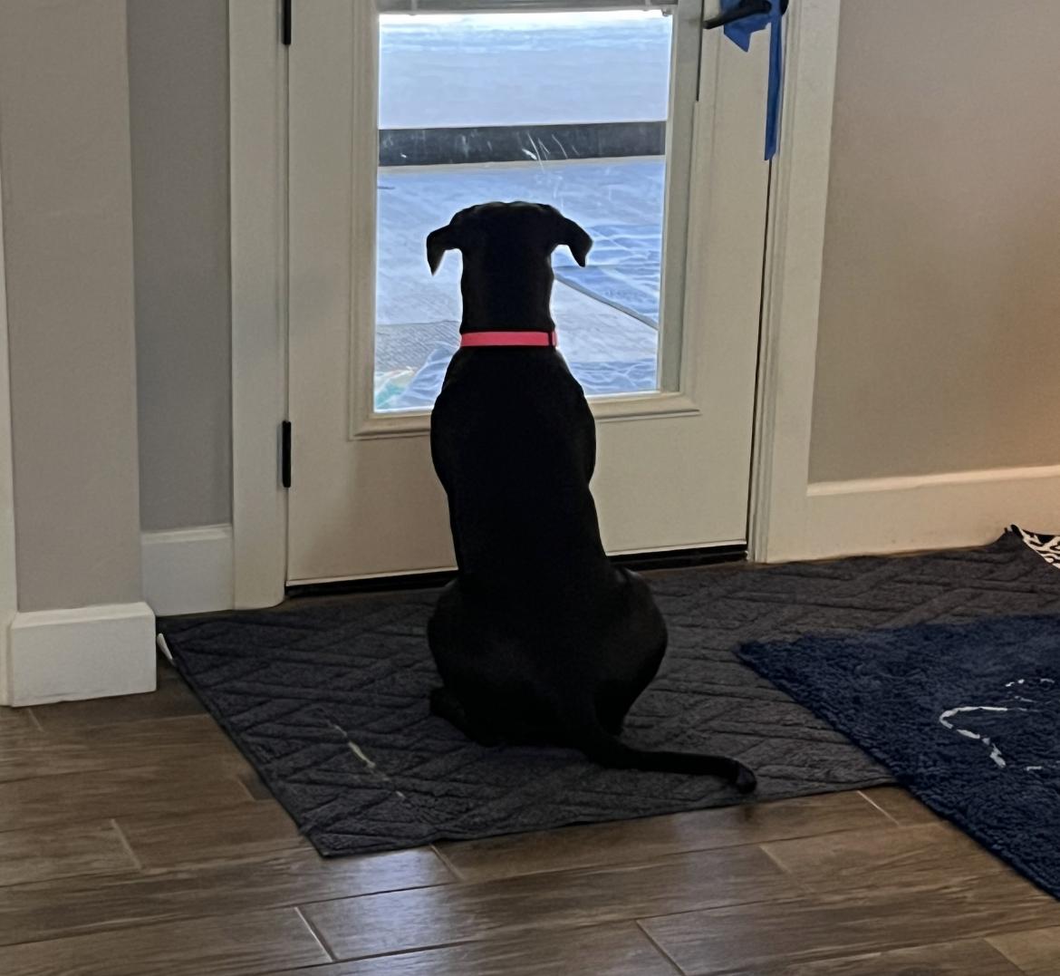 FIONA 447265 FosterHome/HOUSEBROKEN+CRATETRAINED!