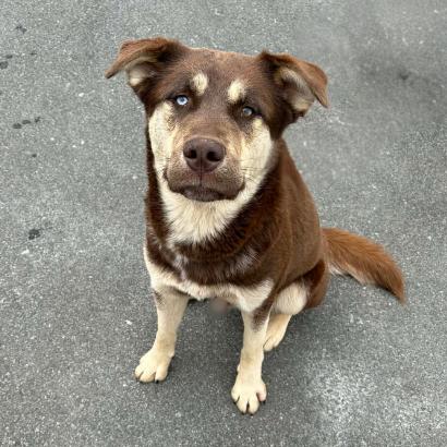 Jameson, Adoptable, Young Male Husky.