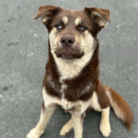 Enlarge Jameson, a Adoptable mixed breed in Concord, NC image 2/6