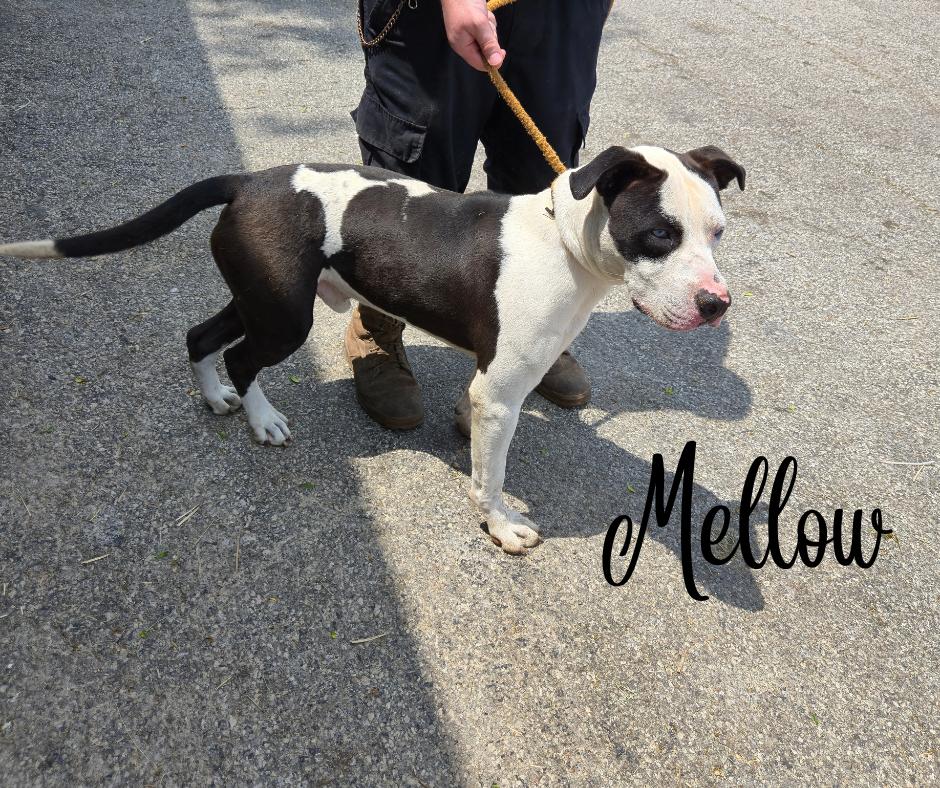 Mellow
