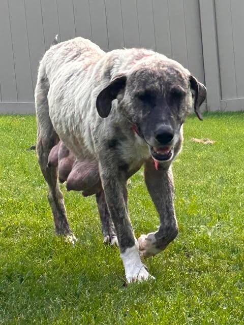 Enlarge Audra, a Adoptable Mixed Breed in Athens, ON image 2/6