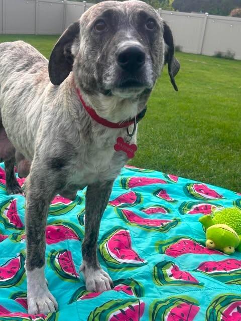 Enlarge Audra, a Adoptable Mixed Breed in Athens, ON image 3/6