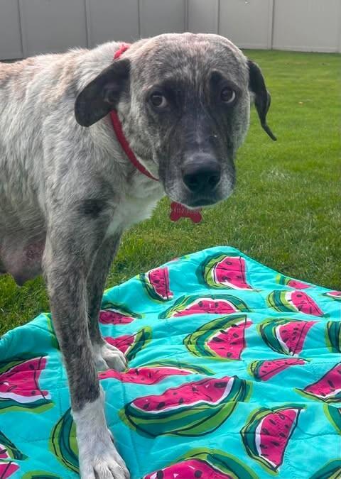 Enlarge Audra, a Adoptable Mixed Breed in Athens, ON image 5/6