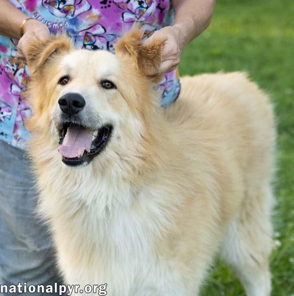 Enlarge Walker in CT - Playful & Affectionate, a Adoptable mixed breed in Norwich, CT image 3/4