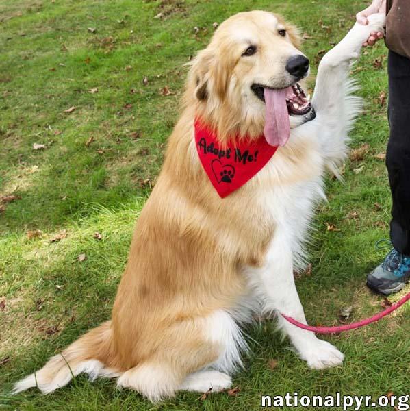 Enlarge Walker in CT - Playful & Affectionate, a Adoptable mixed breed in Norwich, CT image 2/4