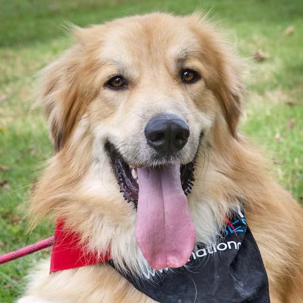 Walker in CT - Playful & Affectionate photo