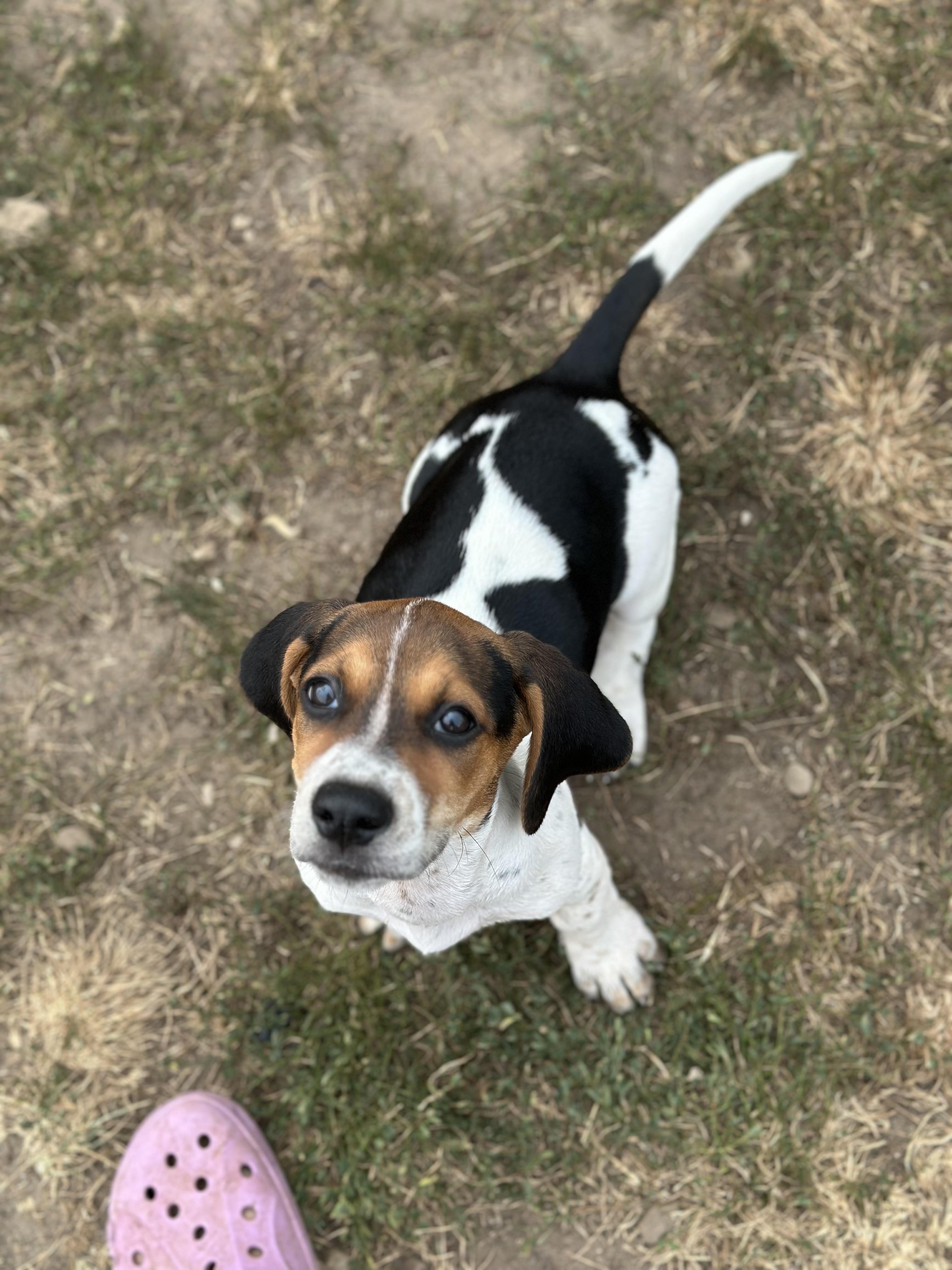 Miley, Adopted, Puppy Female Basset Hound & Treeing Walker Coonhound.
