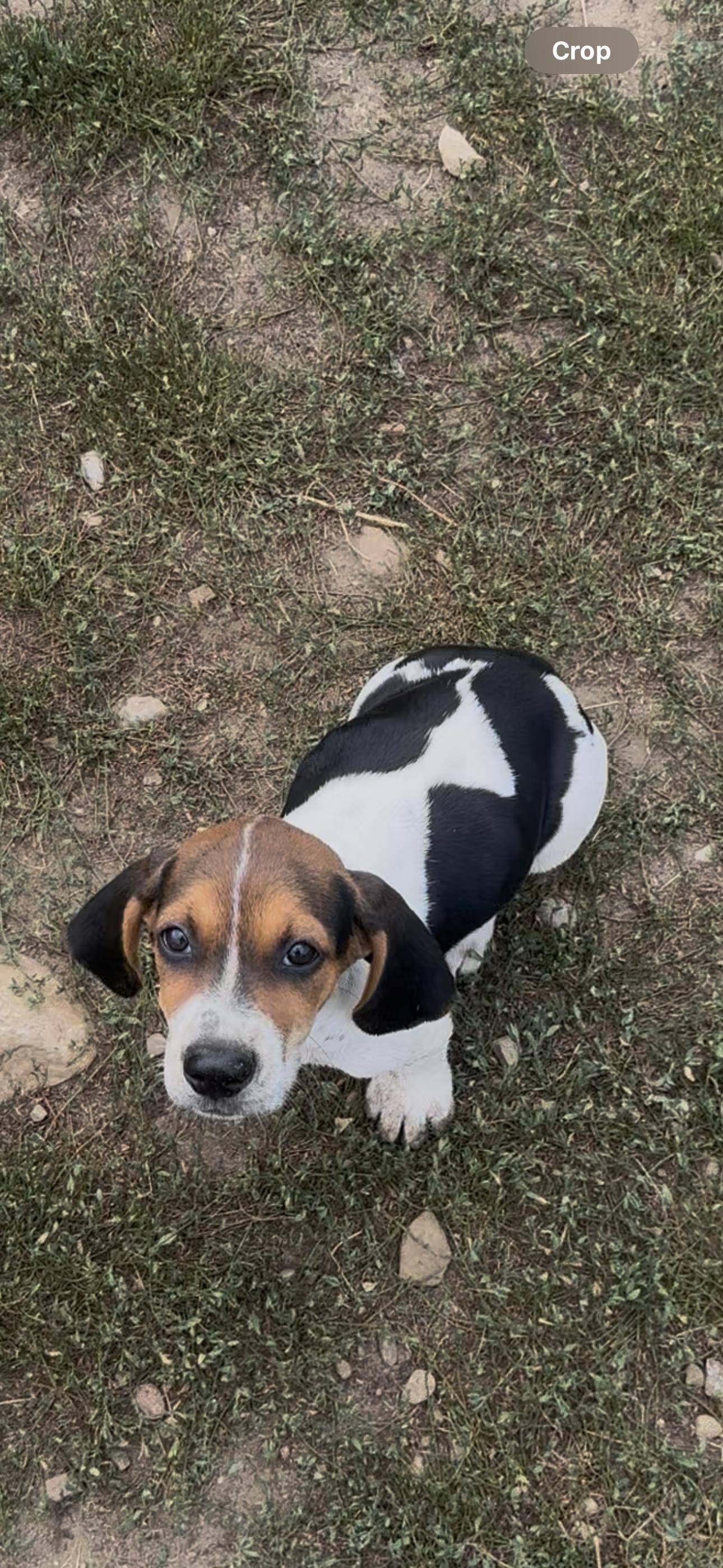 Enlarge Miley, a Adopted mixed breed in Mansfield, ON image 2/5