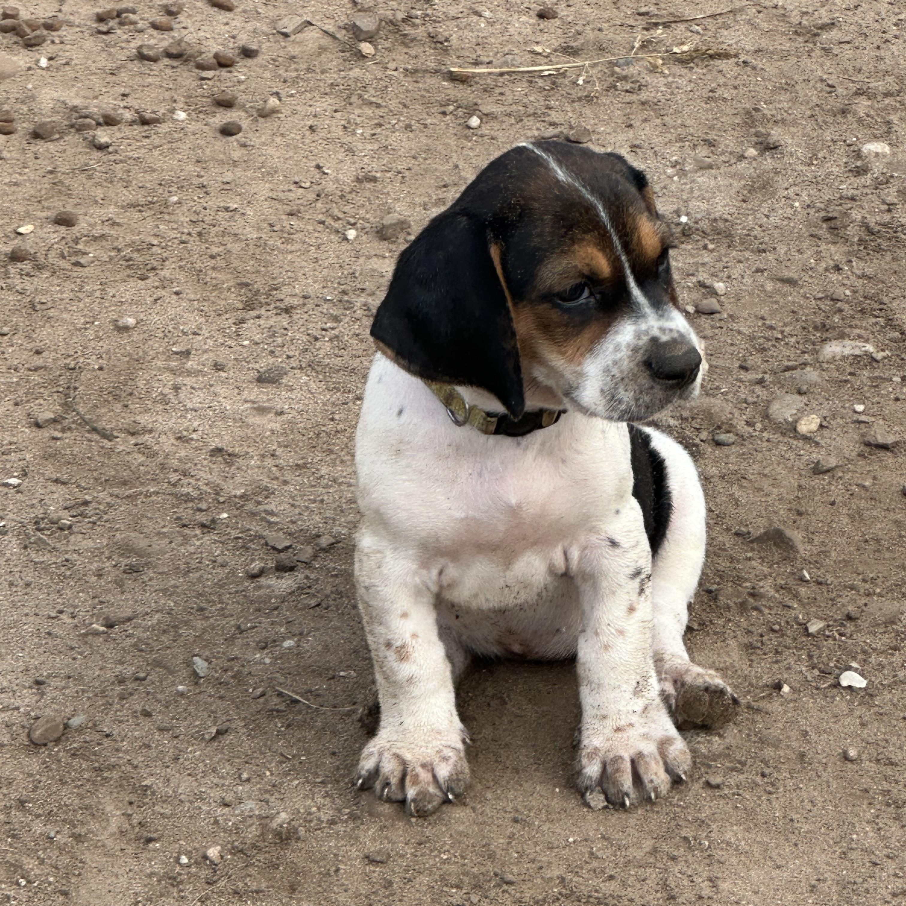 Miley, an adoptable Basset Hound, Treeing Walker Coonhound in Mansfield, ON, L0N 1M0 | Photo Image 2