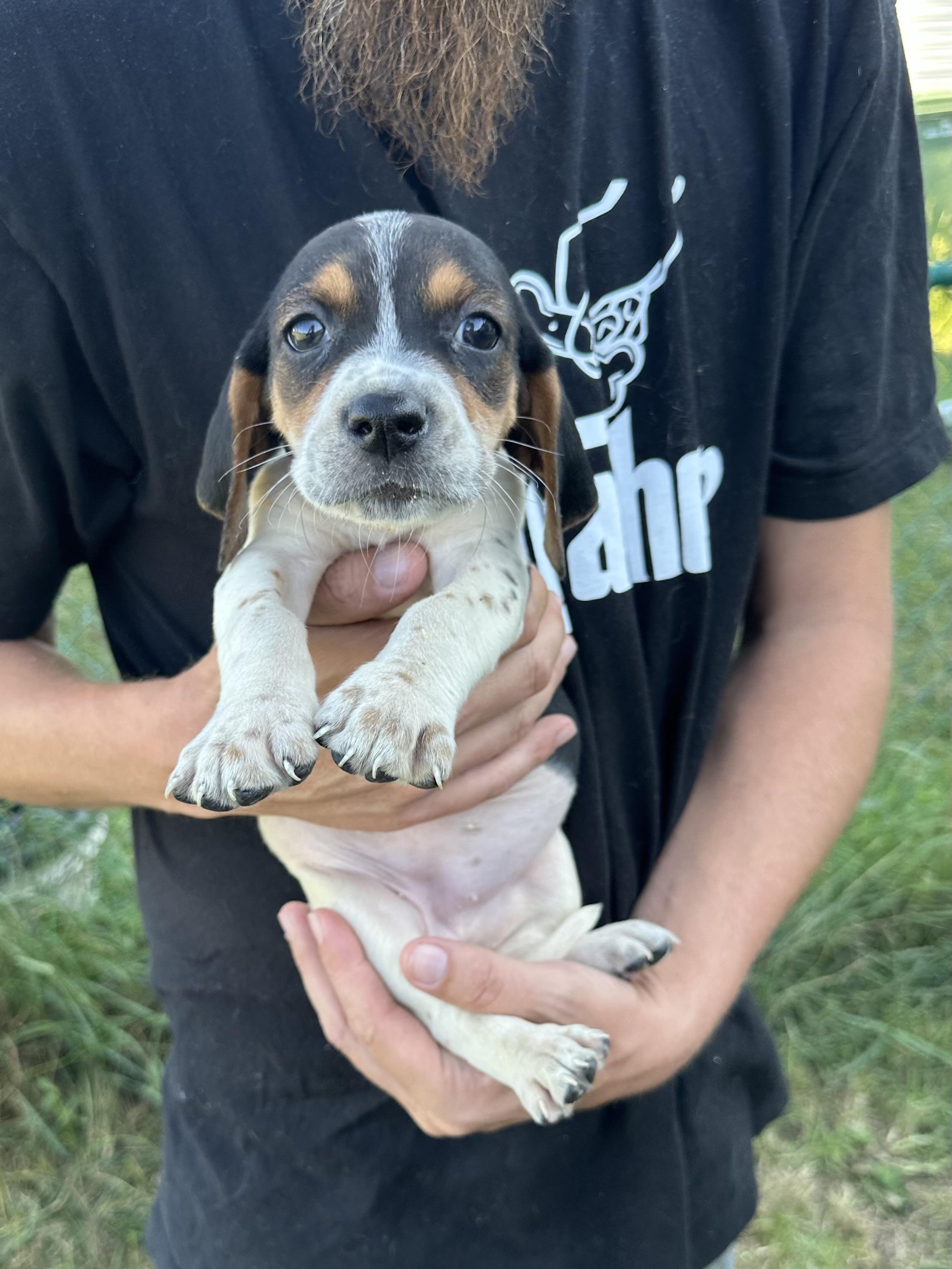 Enlarge Miley, a Adopted mixed breed in Mansfield, ON image 3/5