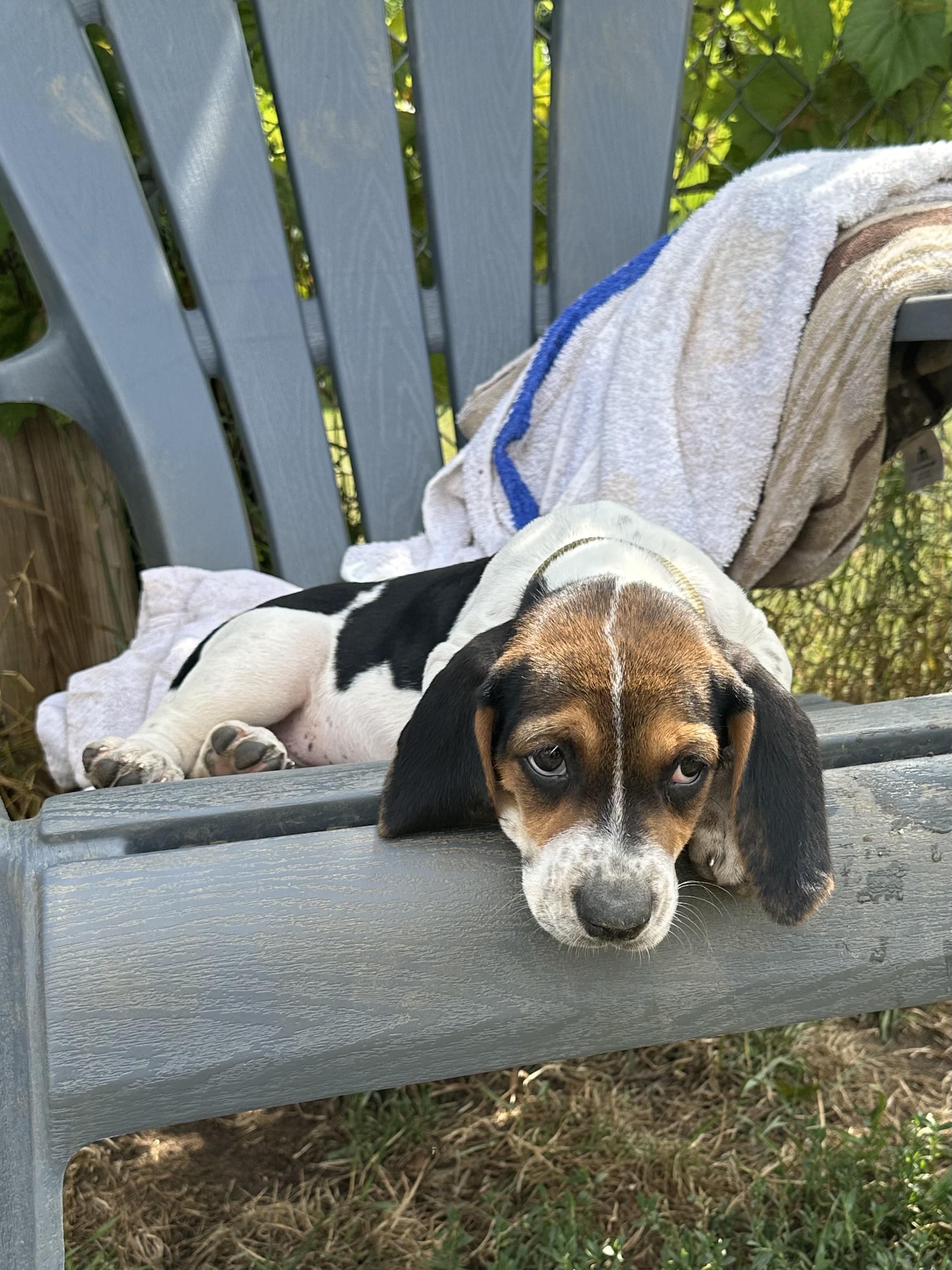 Enlarge Miley, a Adopted mixed breed in Mansfield, ON image 4/5