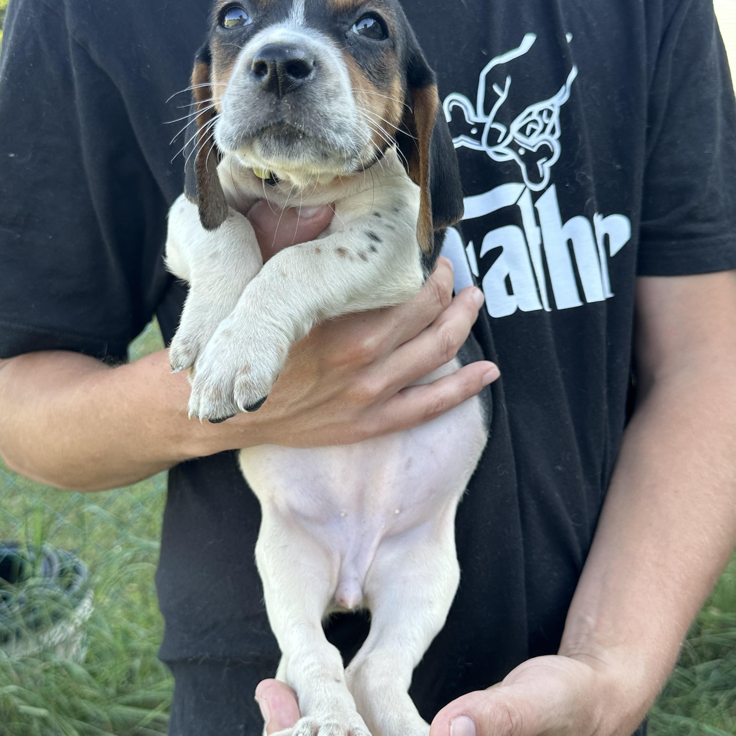 Miley, an adoptable Basset Hound, Treeing Walker Coonhound in Mansfield, ON, L0N 1M0 | Photo Image 4