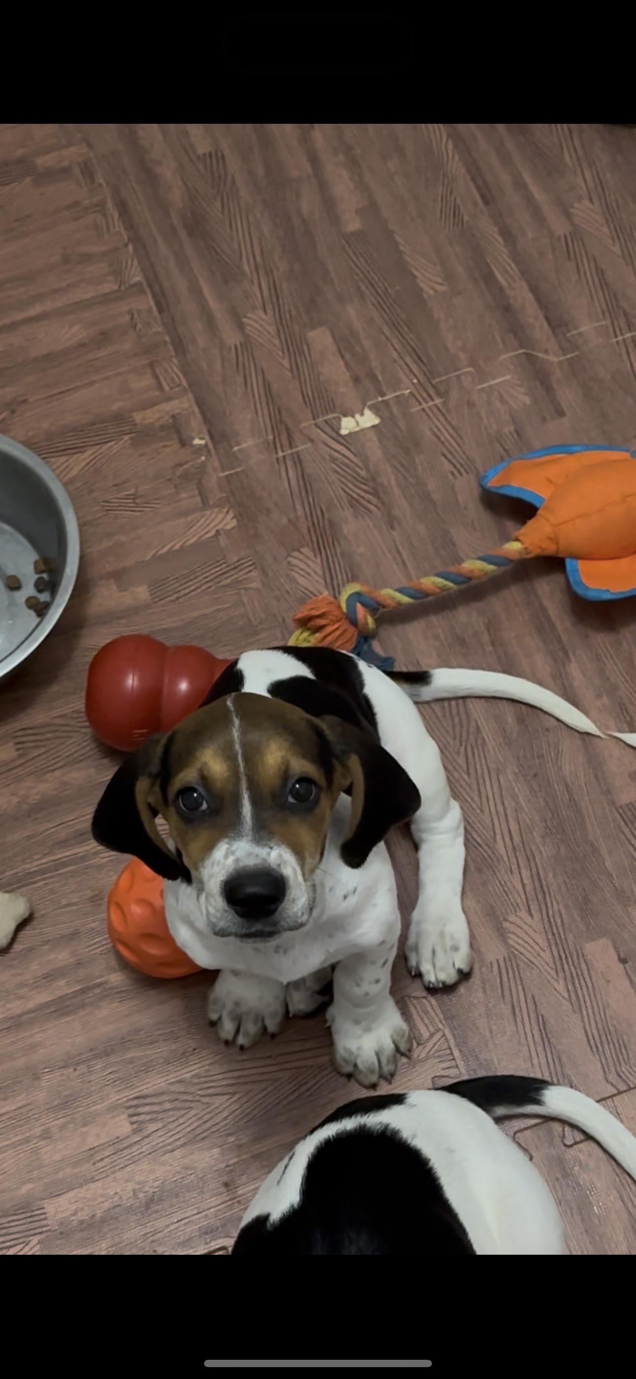 Enlarge Miley, a Adopted mixed breed in Mansfield, ON image 5/5