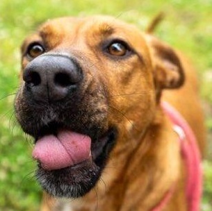 Angel, a Adoptable Rhodesian Ridgeback in Greenfield, TN image 2/4
